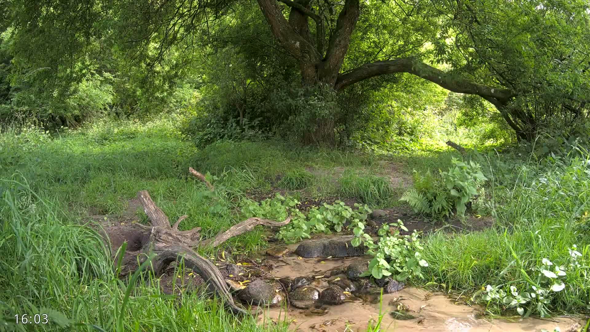 Dronninglund, Wildlife In The Forest Live Cam - Dronninglund, Bronderslev, Nordjylland(North Denmark), Denmark