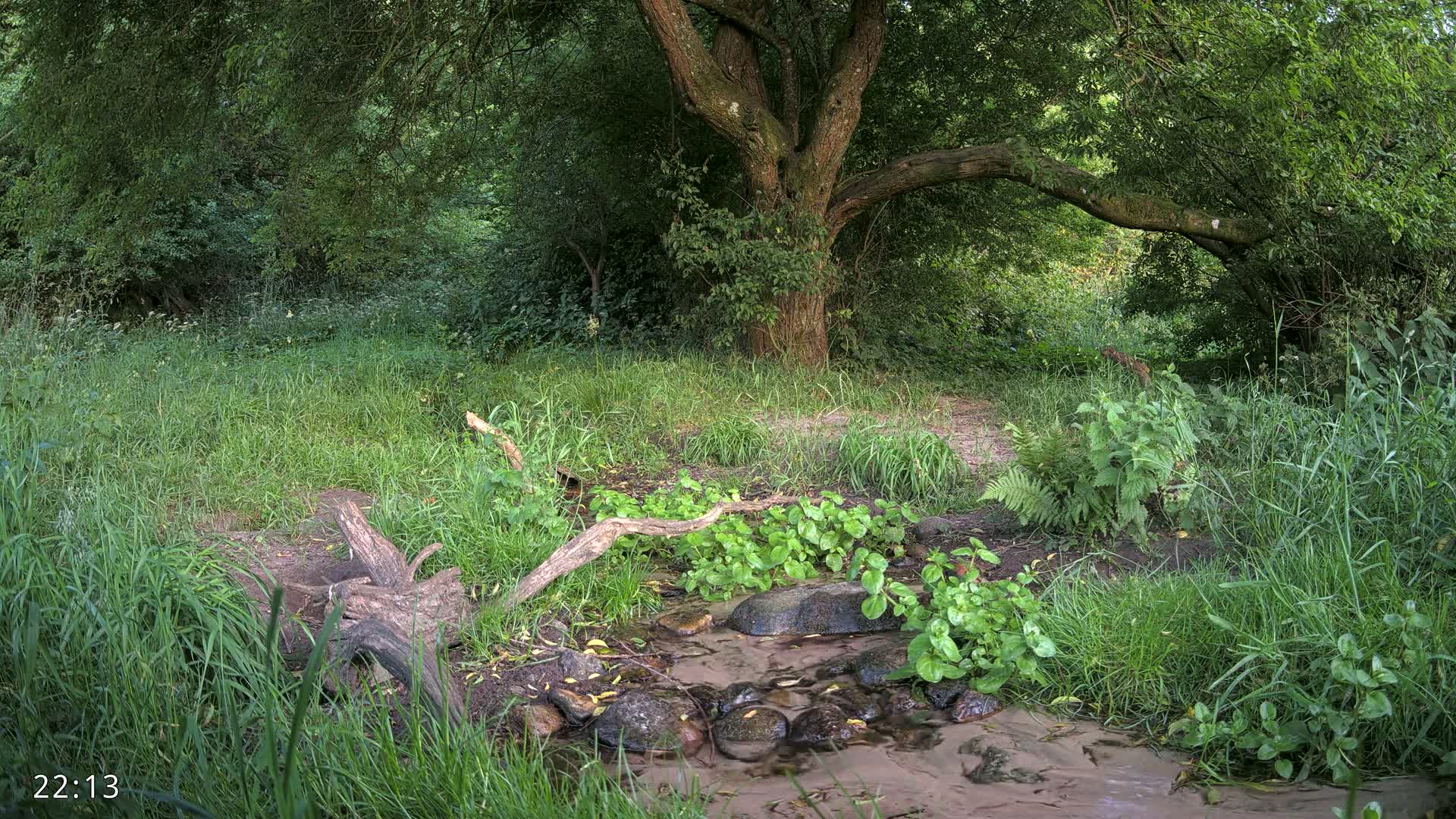 Dronninglund, Wildlife In The Forest Live Cam - Dronninglund, Bronderslev, Nordjylland(North Denmark), Denmark