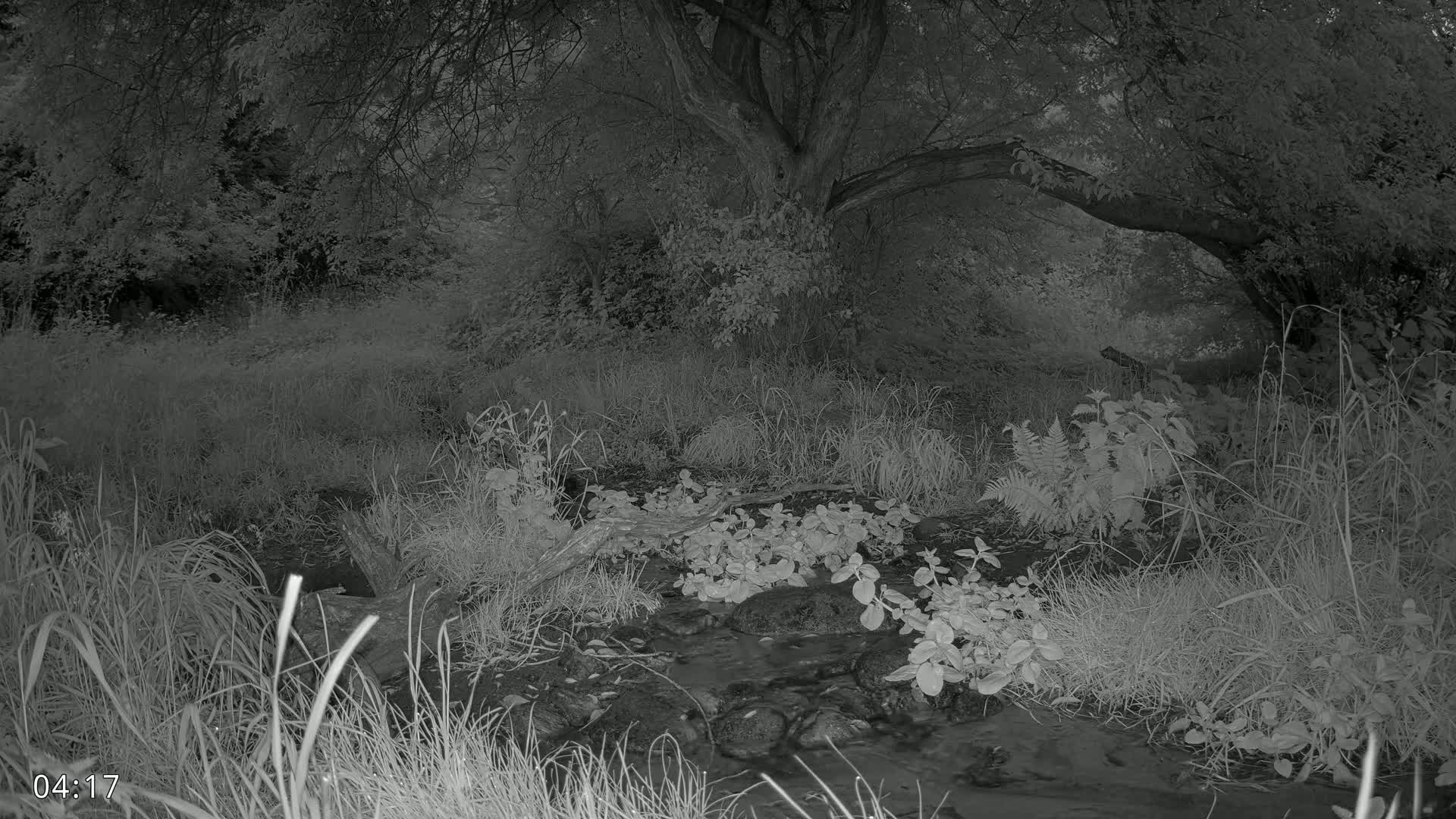 Dronninglund, Wildlife In The Forest Live Cam - Dronninglund, Bronderslev, Nordjylland(North Denmark), Denmark