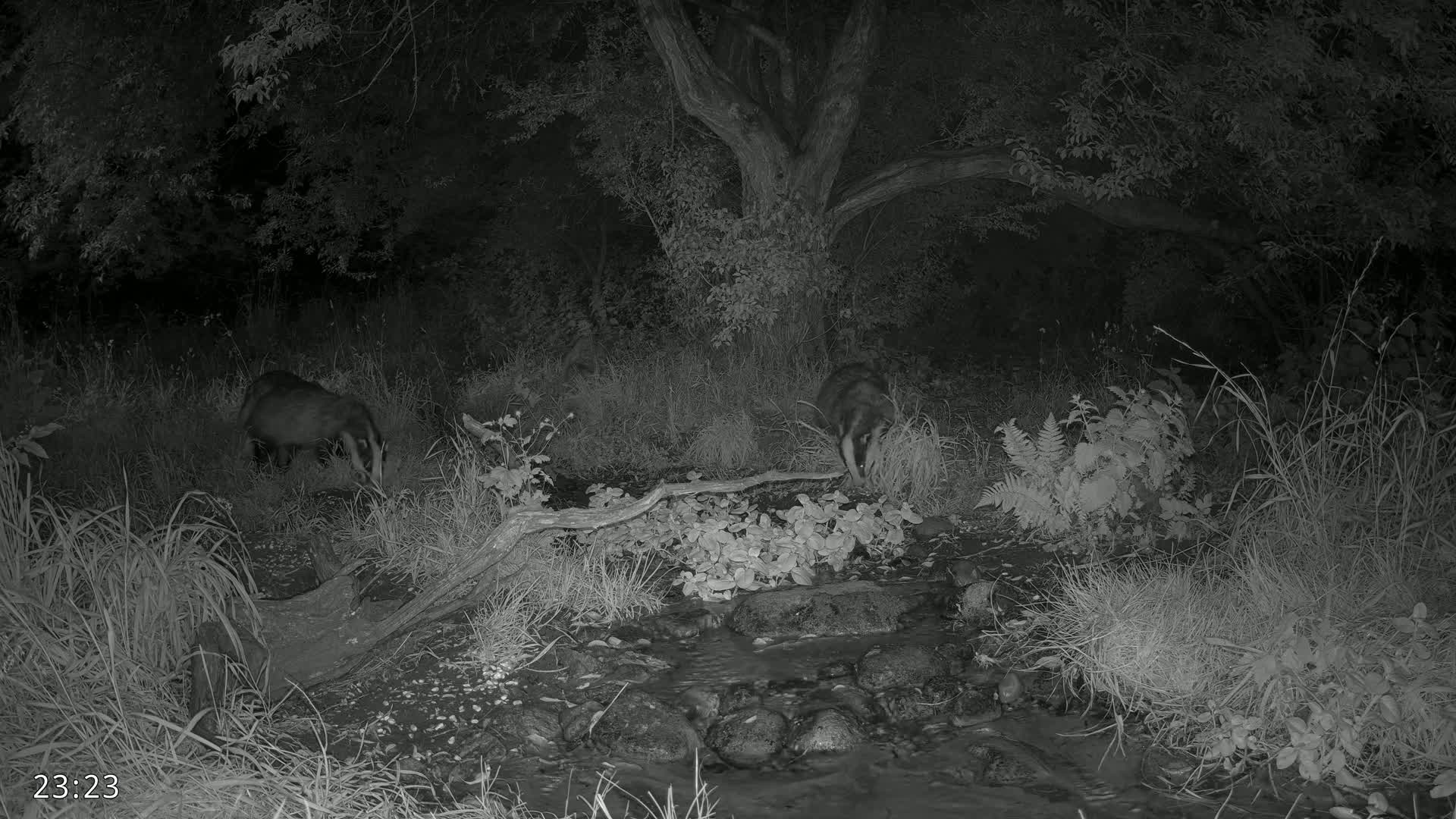 Dronninglund, Wildlife In The Forest Live Cam - Dronninglund, Bronderslev, Nordjylland(North Denmark), Denmark