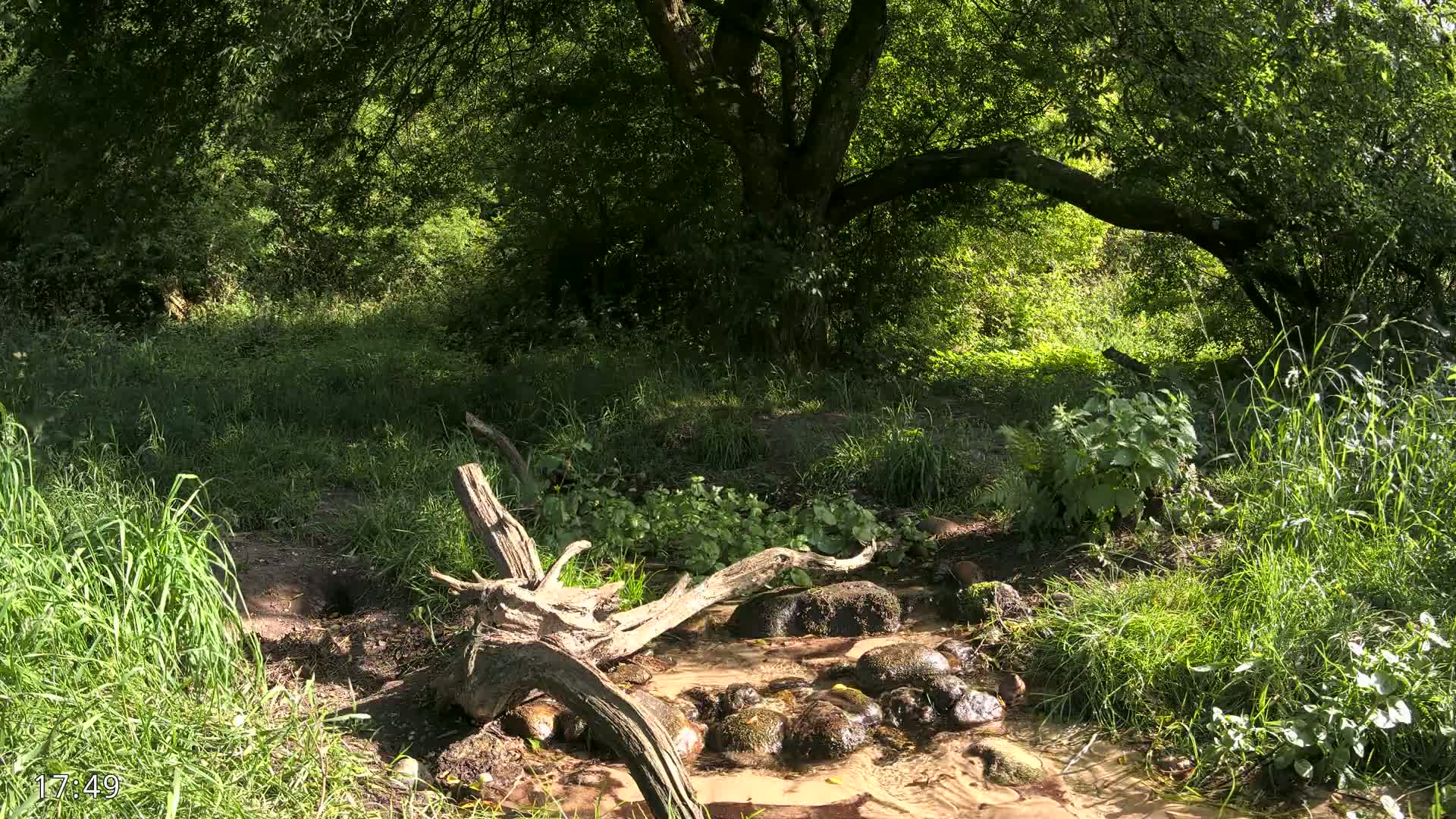 Dronninglund, Wildlife In The Forest Live Cam - Dronninglund, Bronderslev, Nordjylland(North Denmark), Denmark