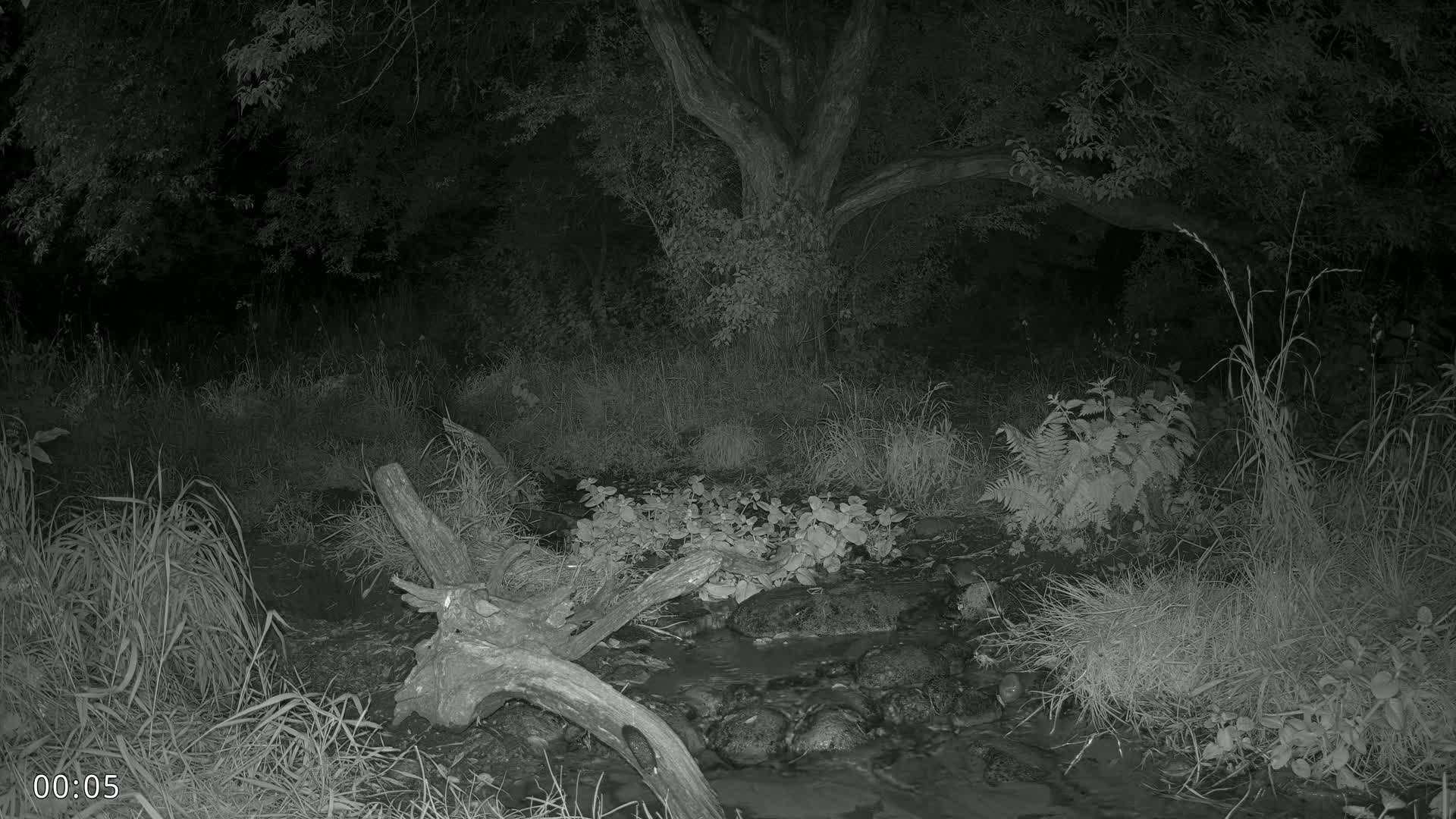 Dronninglund, Wildlife In The Forest Live Cam - Dronninglund, Bronderslev, Nordjylland(North Denmark), Denmark