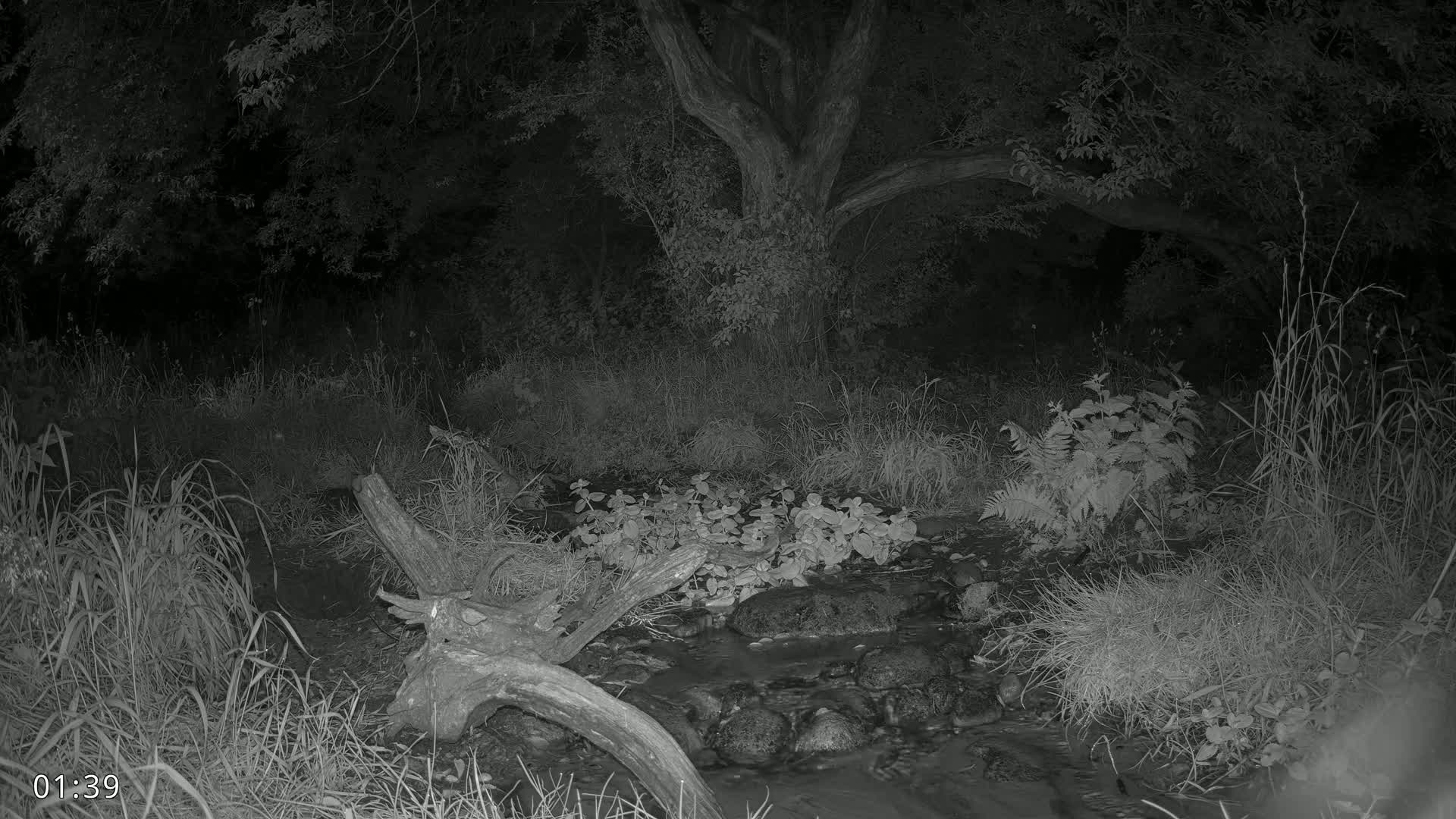 Dronninglund, Wildlife In The Forest Live Cam - Dronninglund, Bronderslev, Nordjylland(North Denmark), Denmark