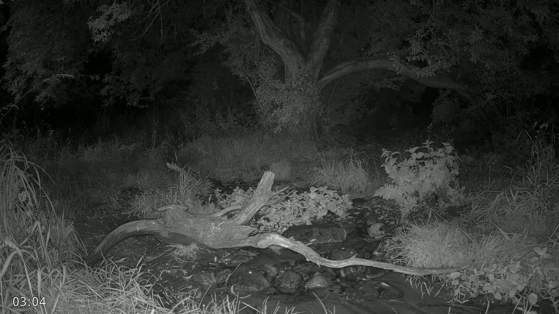 Dronninglund, Wildlife In The Forest Live Cam - Dronninglund, Bronderslev, Nordjylland(North Denmark), Denmark