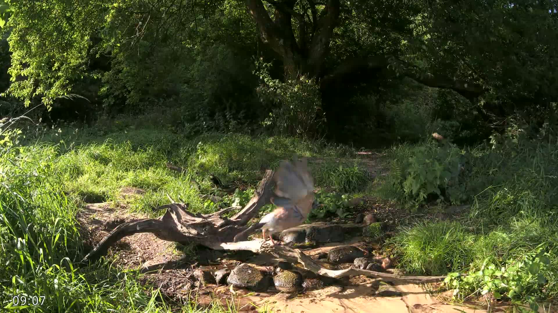A bird with its wings spread stands on a fallen log near a shallow stream in a sunny woodland.
