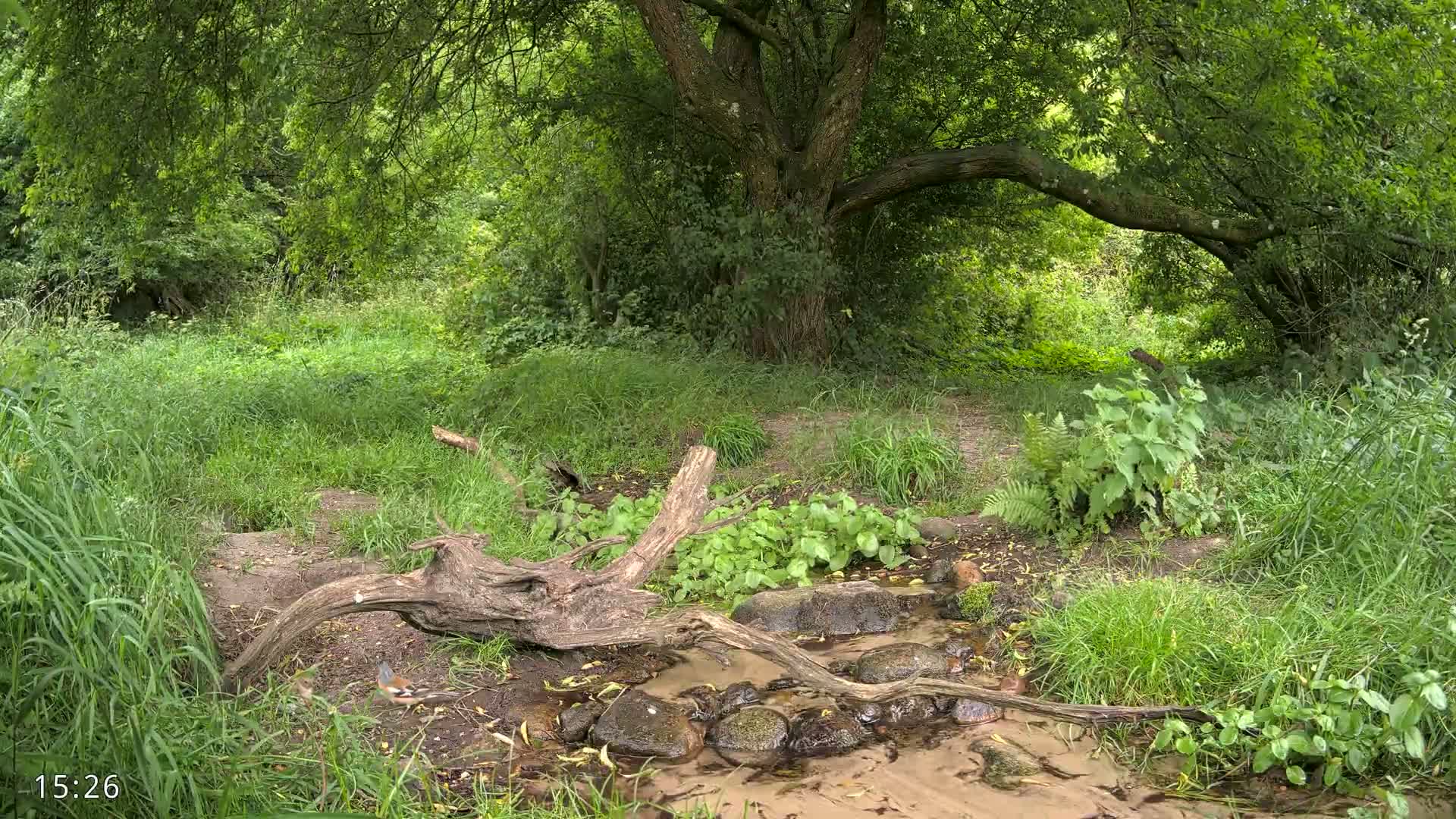Dronninglund, Wildlife In The Forest Live Cam - Dronninglund, Bronderslev, Nordjylland(North Denmark), Denmark