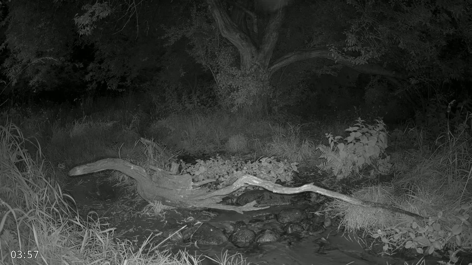 Dronninglund, Wildlife In The Forest Live Cam - Dronninglund, Bronderslev, Nordjylland(North Denmark), Denmark