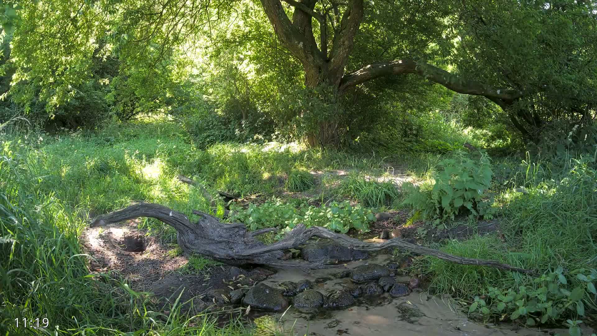 A small stream flows through a lush green forest on a sunny day.