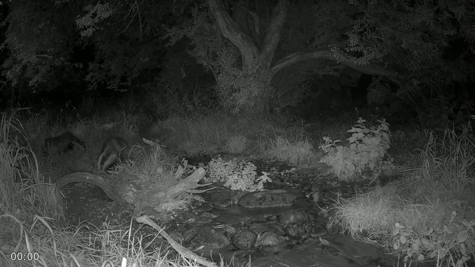 Dronninglund, Wildlife In The Forest Live Cam - Dronninglund, Bronderslev, Nordjylland(North Denmark), Denmark