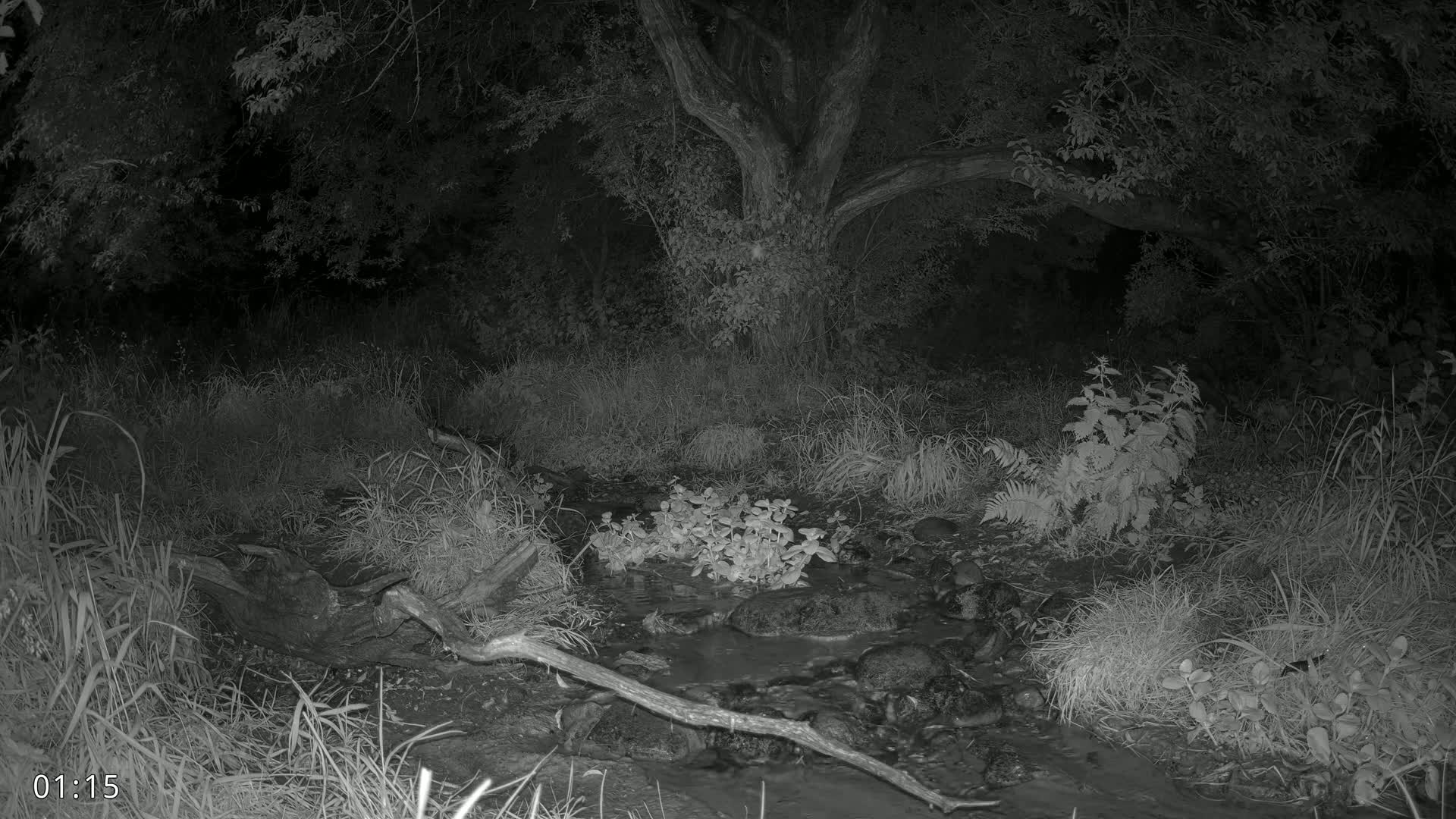 Dronninglund, Wildlife In The Forest Live Cam - Dronninglund, Bronderslev, Nordjylland(North Denmark), Denmark