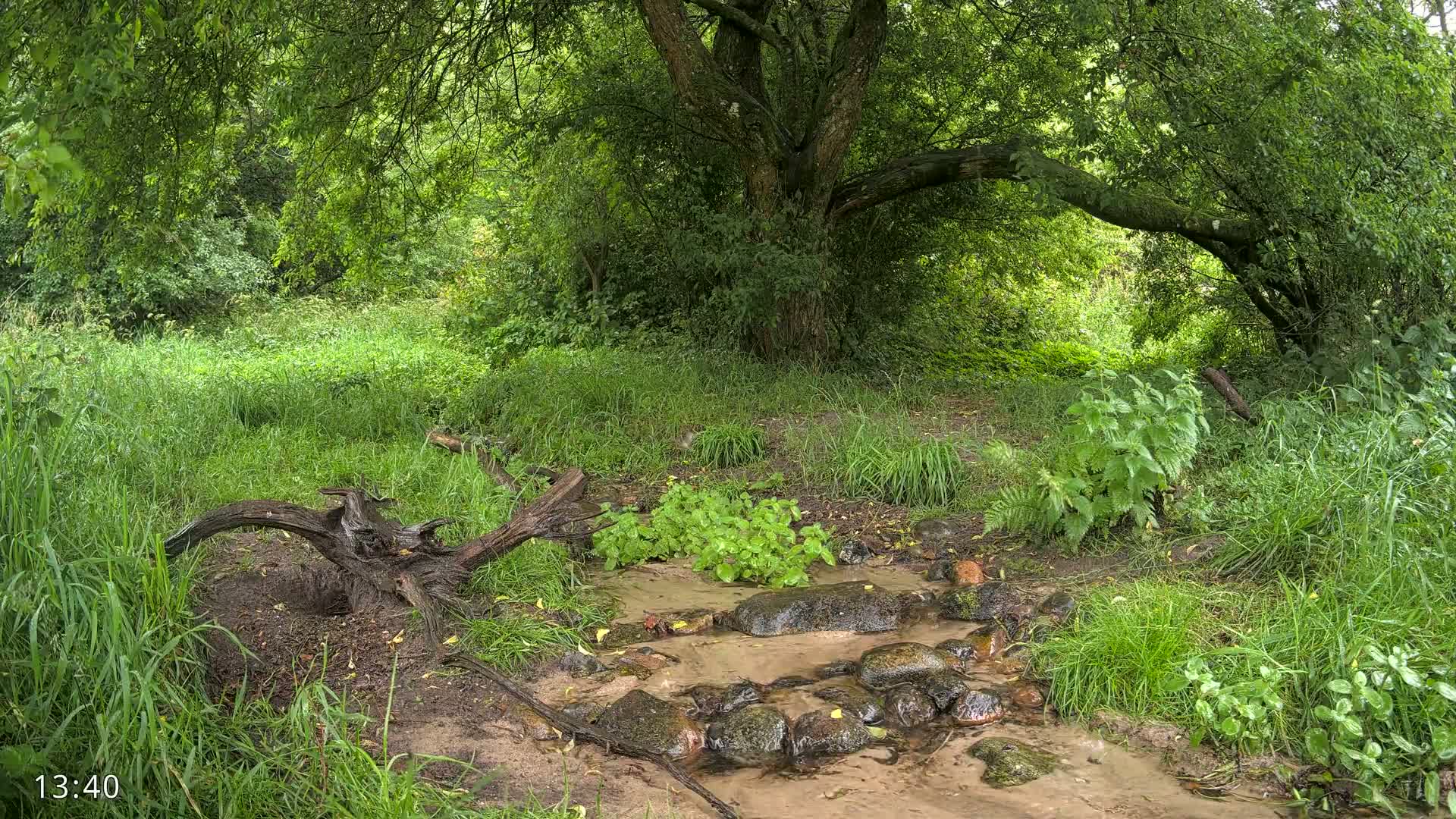 Dronninglund, Wildlife In The Forest Live Cam - Dronninglund, Bronderslev, Nordjylland(North Denmark), Denmark