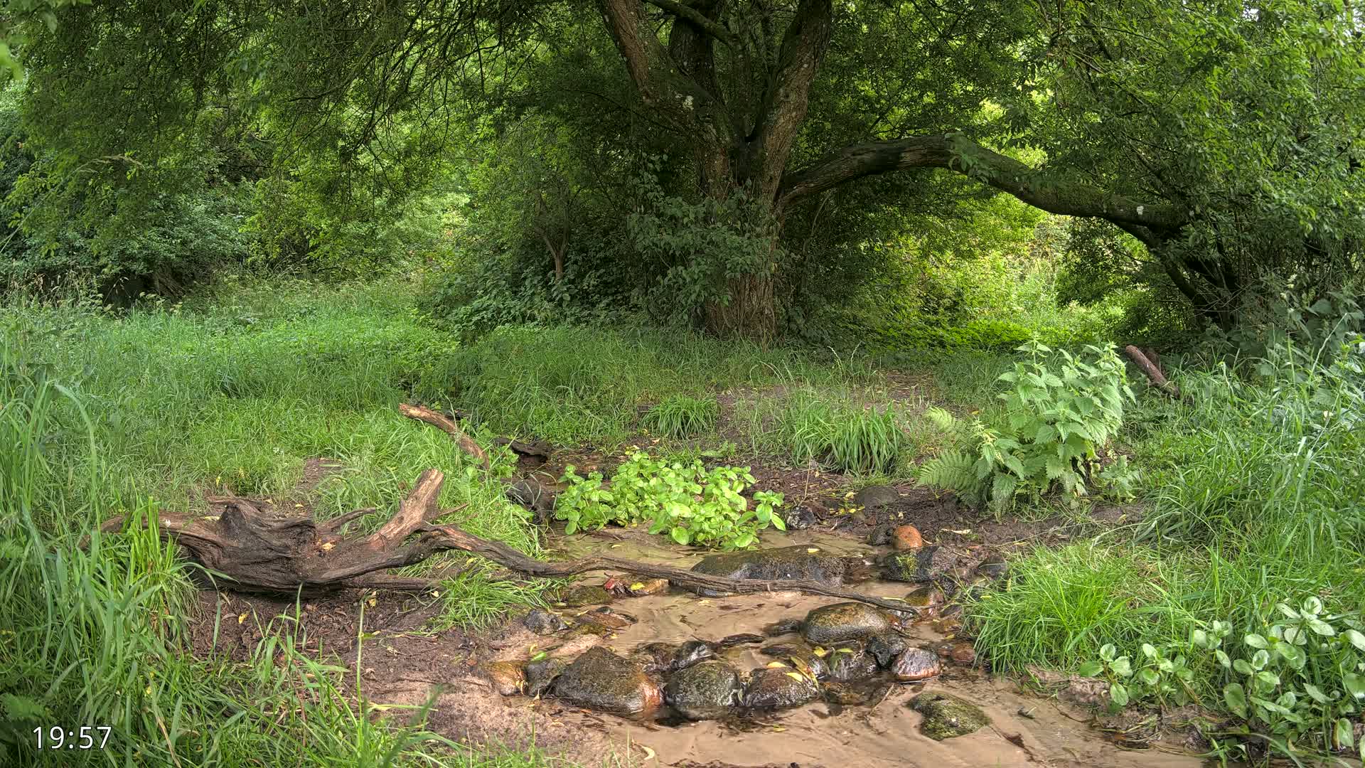 Dronninglund, Wildlife In The Forest Live Cam - Dronninglund, Bronderslev, Nordjylland(North Denmark), Denmark