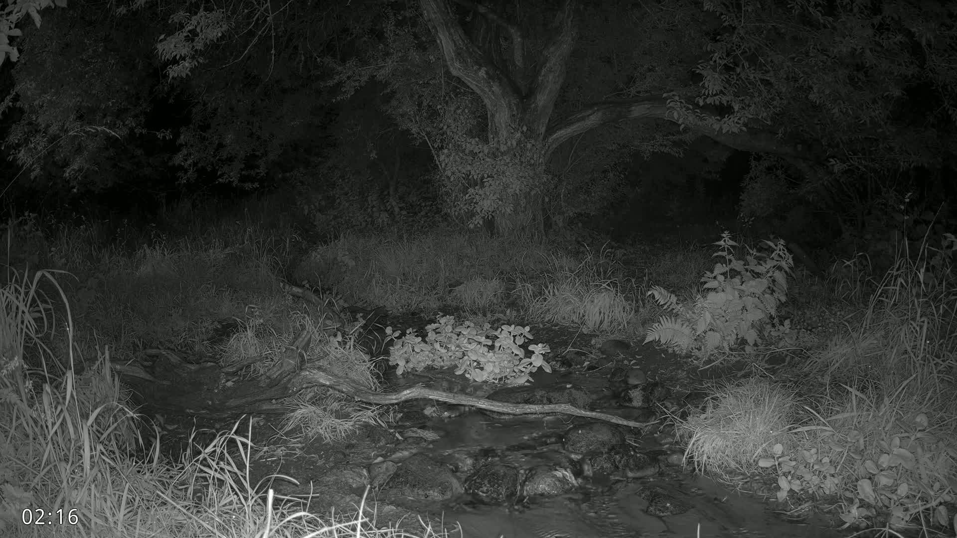 Dronninglund, Wildlife In The Forest Live Cam - Dronninglund, Bronderslev, Nordjylland(North Denmark), Denmark