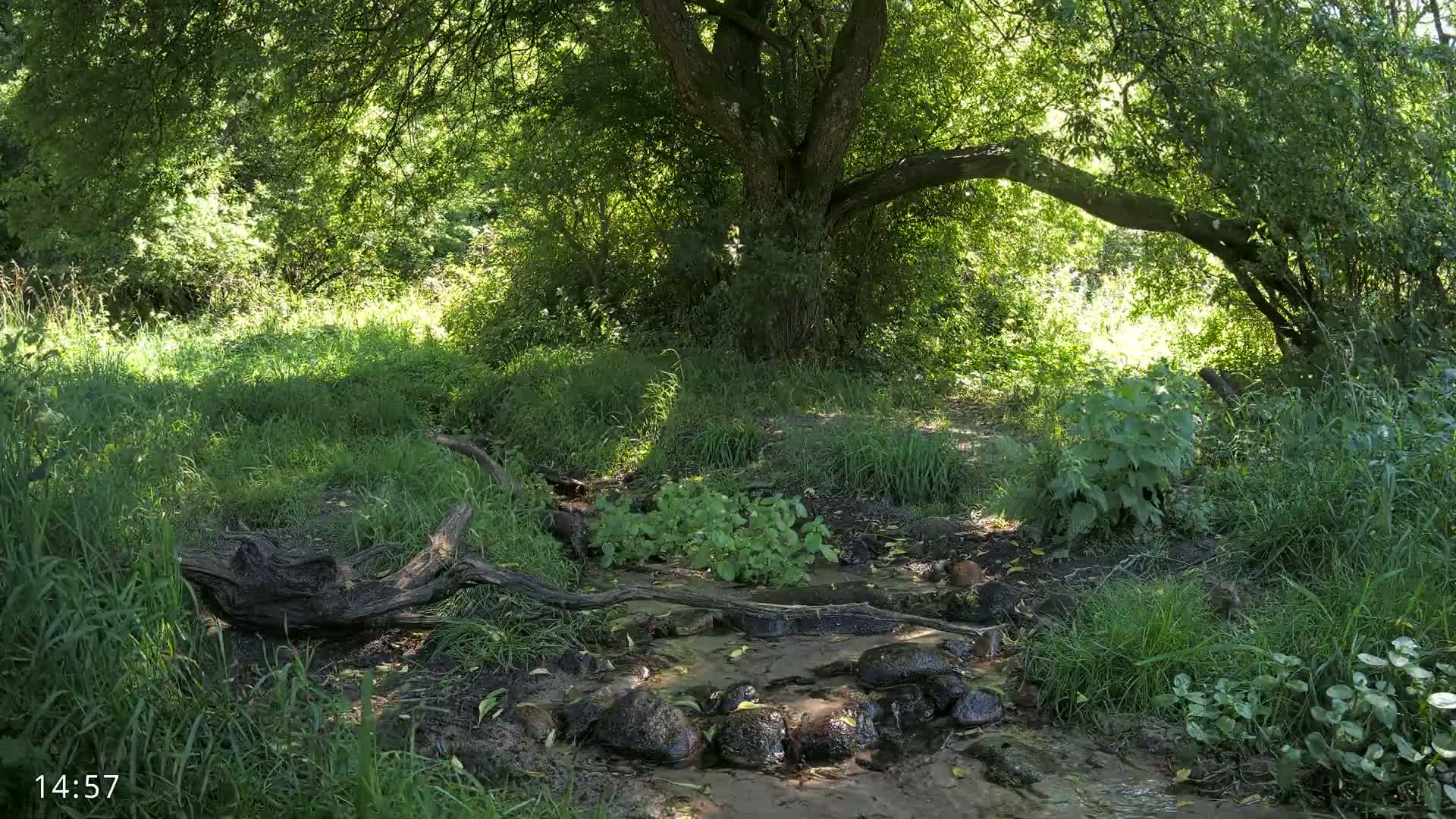 Dronninglund, Wildlife In The Forest Live Cam - Dronninglund, Bronderslev, Nordjylland(North Denmark), Denmark