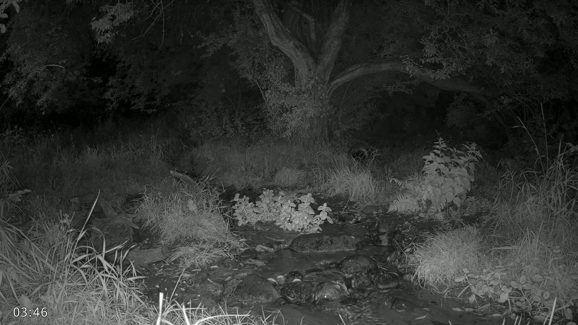 Dronninglund, Wildlife In The Forest Live Cam - Dronninglund, Bronderslev, Nordjylland(North Denmark), Denmark