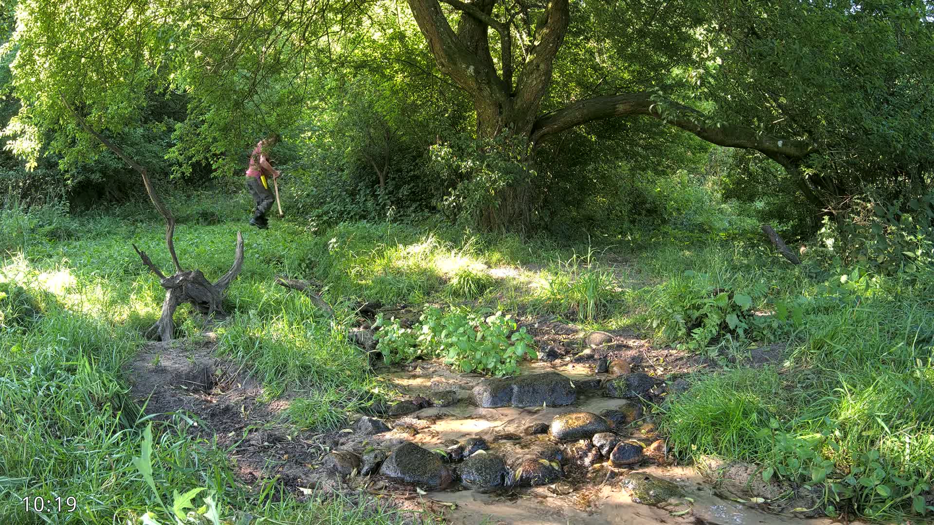 A person with a tool is standing near a small stream in a sun-dappled green forest.