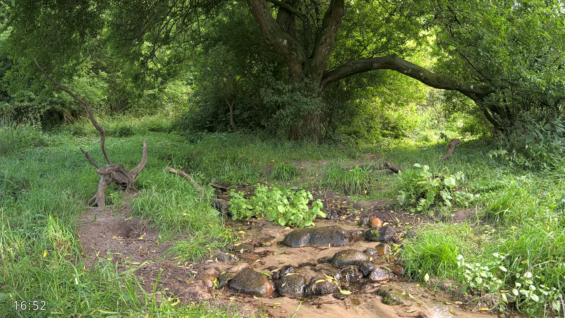 Dronninglund, Wildlife In The Forest Live Cam - Dronninglund, Bronderslev, Nordjylland(North Denmark), Denmark