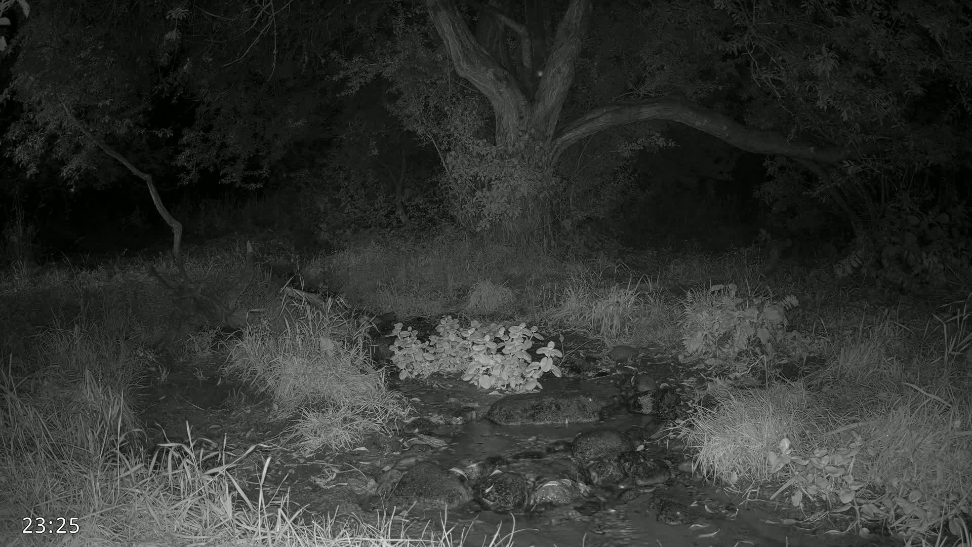 Dronninglund, Wildlife In The Forest Live Cam - Dronninglund, Bronderslev, Nordjylland(North Denmark), Denmark