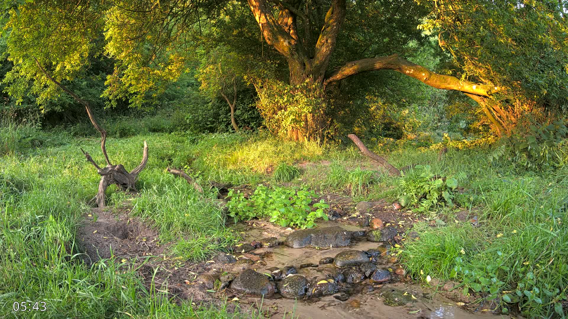 Dronninglund, Wildlife In The Forest Live Cam - Dronninglund, Bronderslev, Nordjylland(North Denmark), Denmark