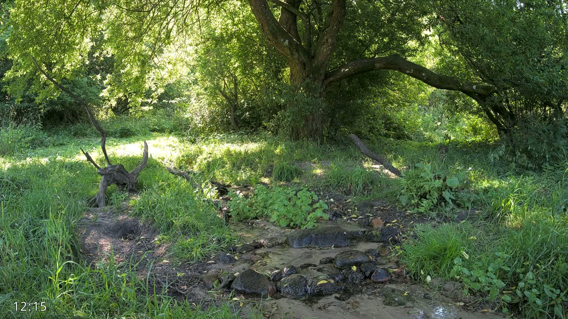 Dronninglund, Wildlife In The Forest Live Cam - Dronninglund, Bronderslev, Nordjylland(North Denmark), Denmark