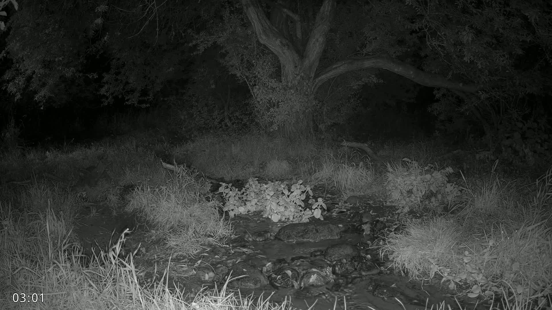 Dronninglund, Wildlife In The Forest Live Cam - Dronninglund, Bronderslev, Nordjylland(North Denmark), Denmark