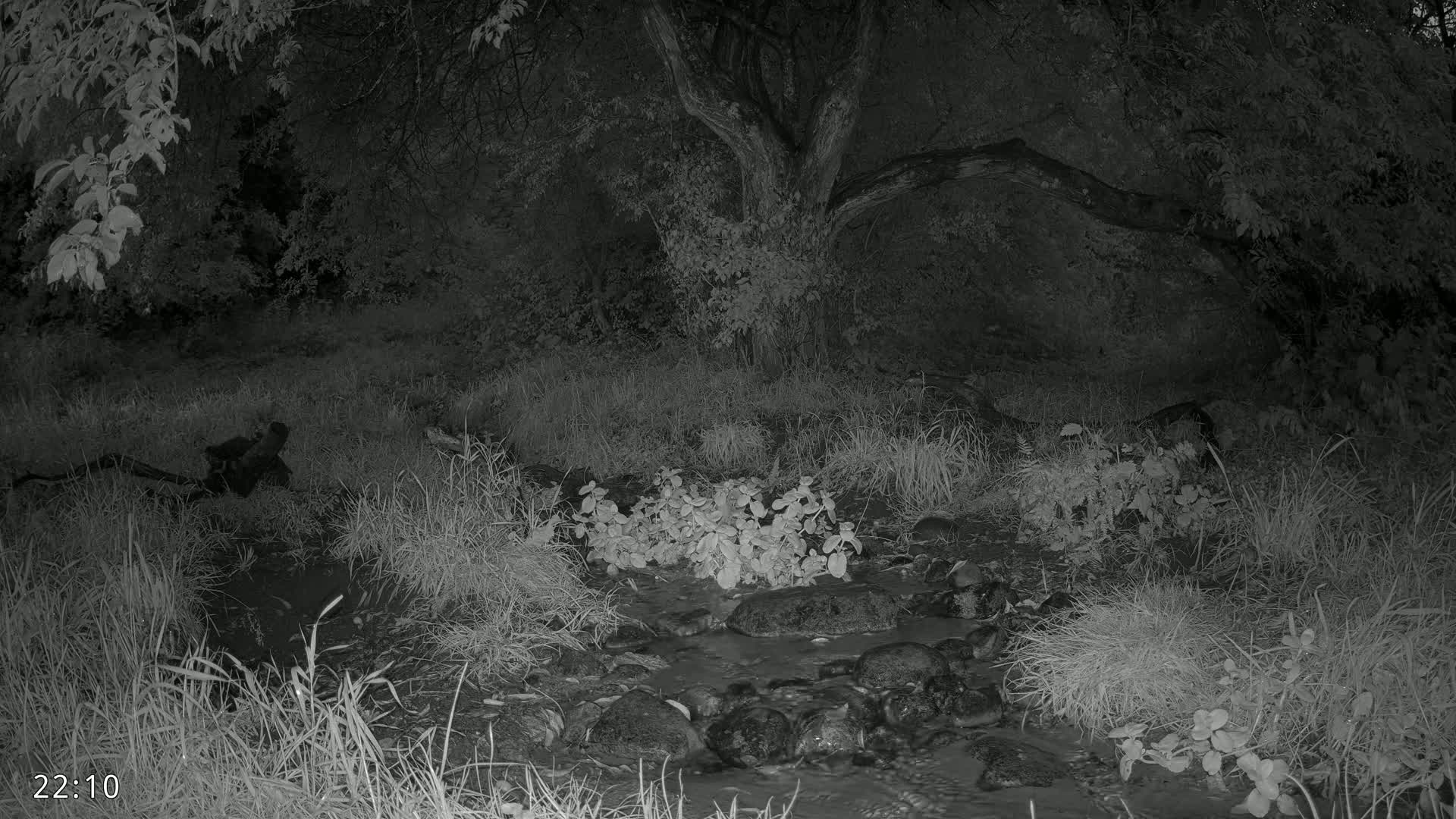 Dronninglund, Wildlife In The Forest Live Cam - Dronninglund, Bronderslev, Nordjylland(North Denmark), Denmark