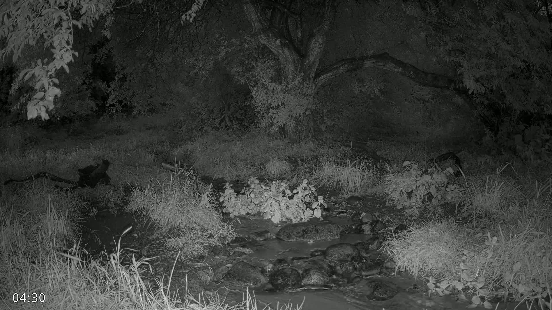 Dronninglund, Wildlife In The Forest Live Cam - Dronninglund, Bronderslev, Nordjylland(North Denmark), Denmark