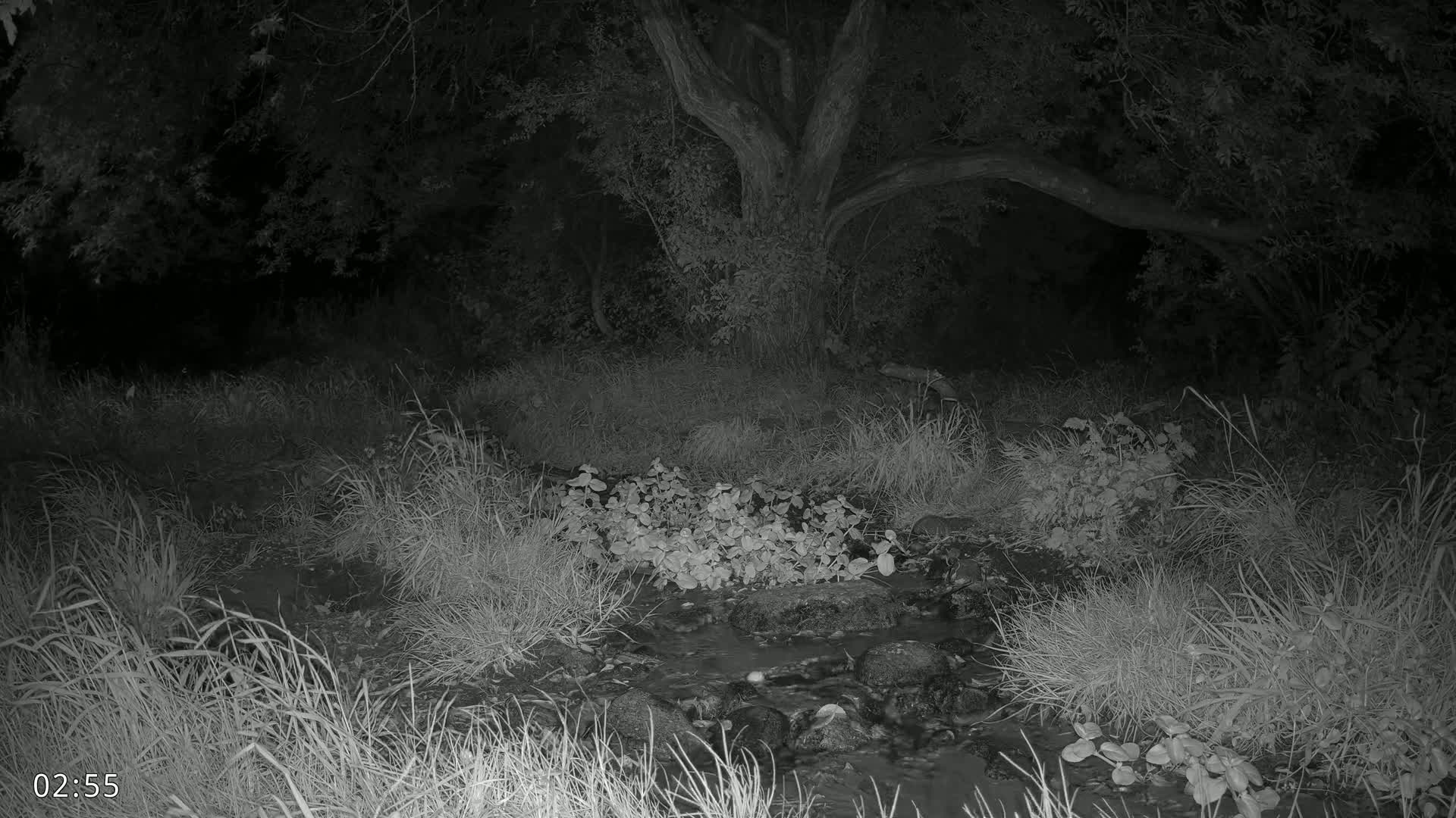 Dronninglund, Wildlife In The Forest Live Cam - Dronninglund, Bronderslev, Nordjylland(North Denmark), Denmark