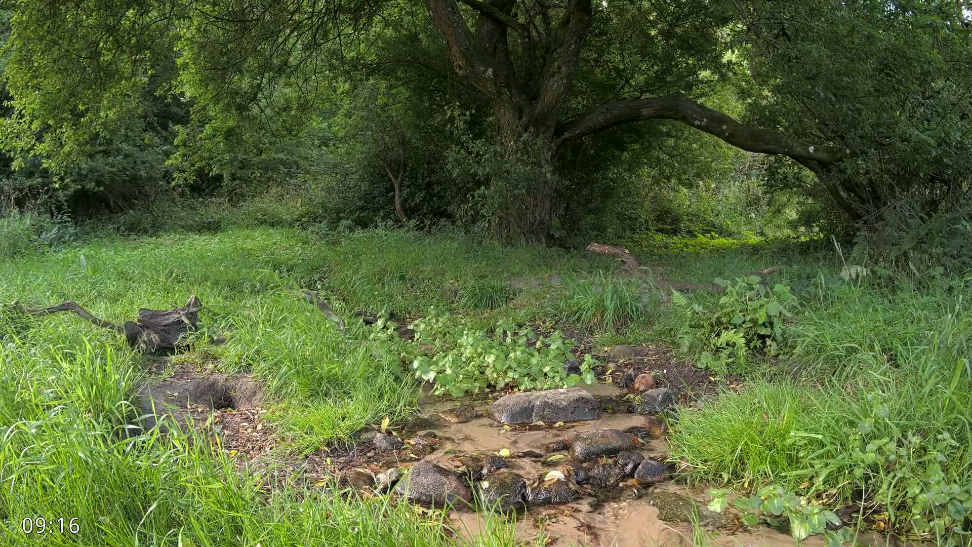 A small stream flows through lush green grass and undergrowth, beside a large tree in a wooded area.