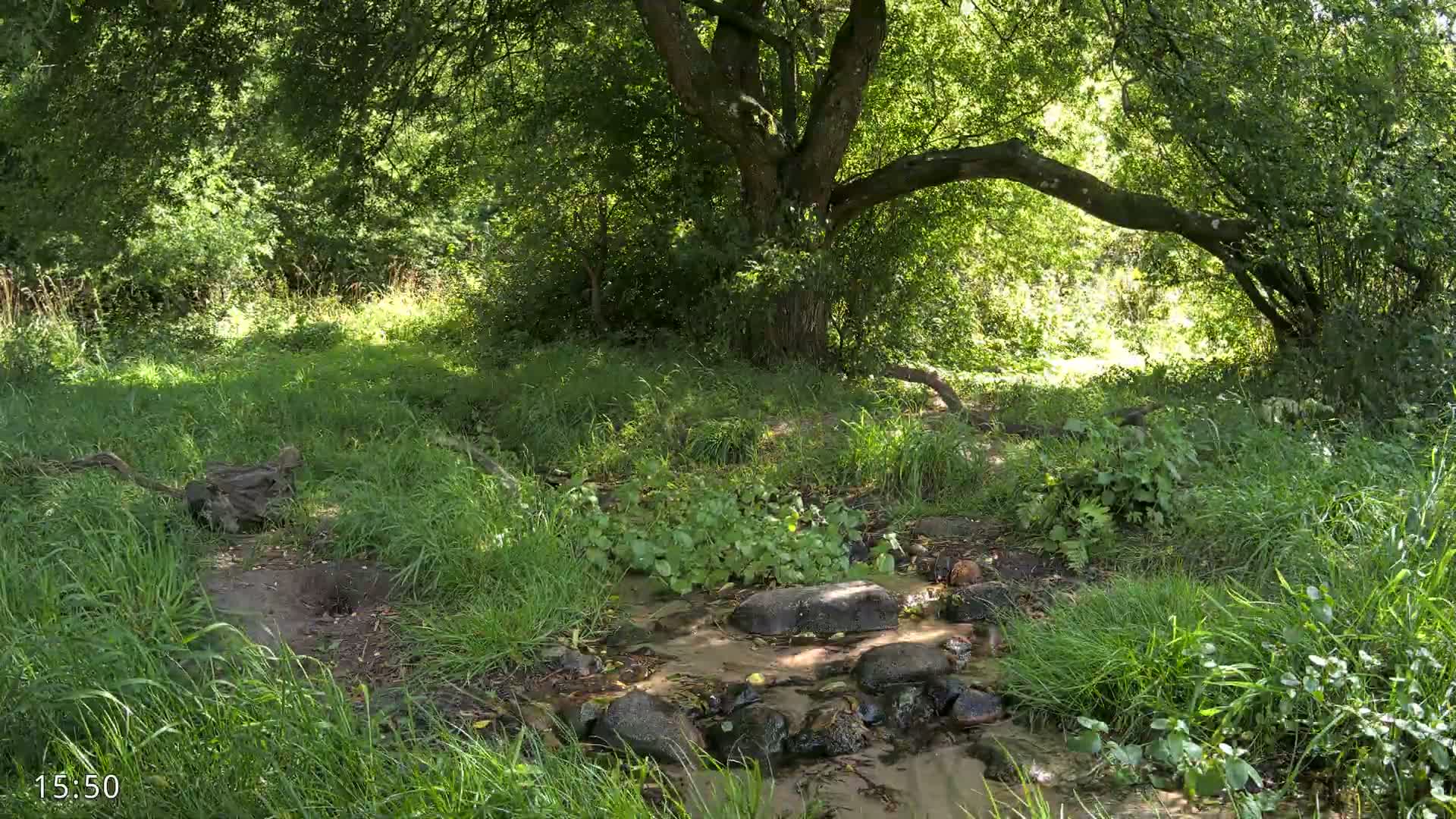 A small stream flows through lush green grass and undergrowth, beside a large tree in a wooded area.