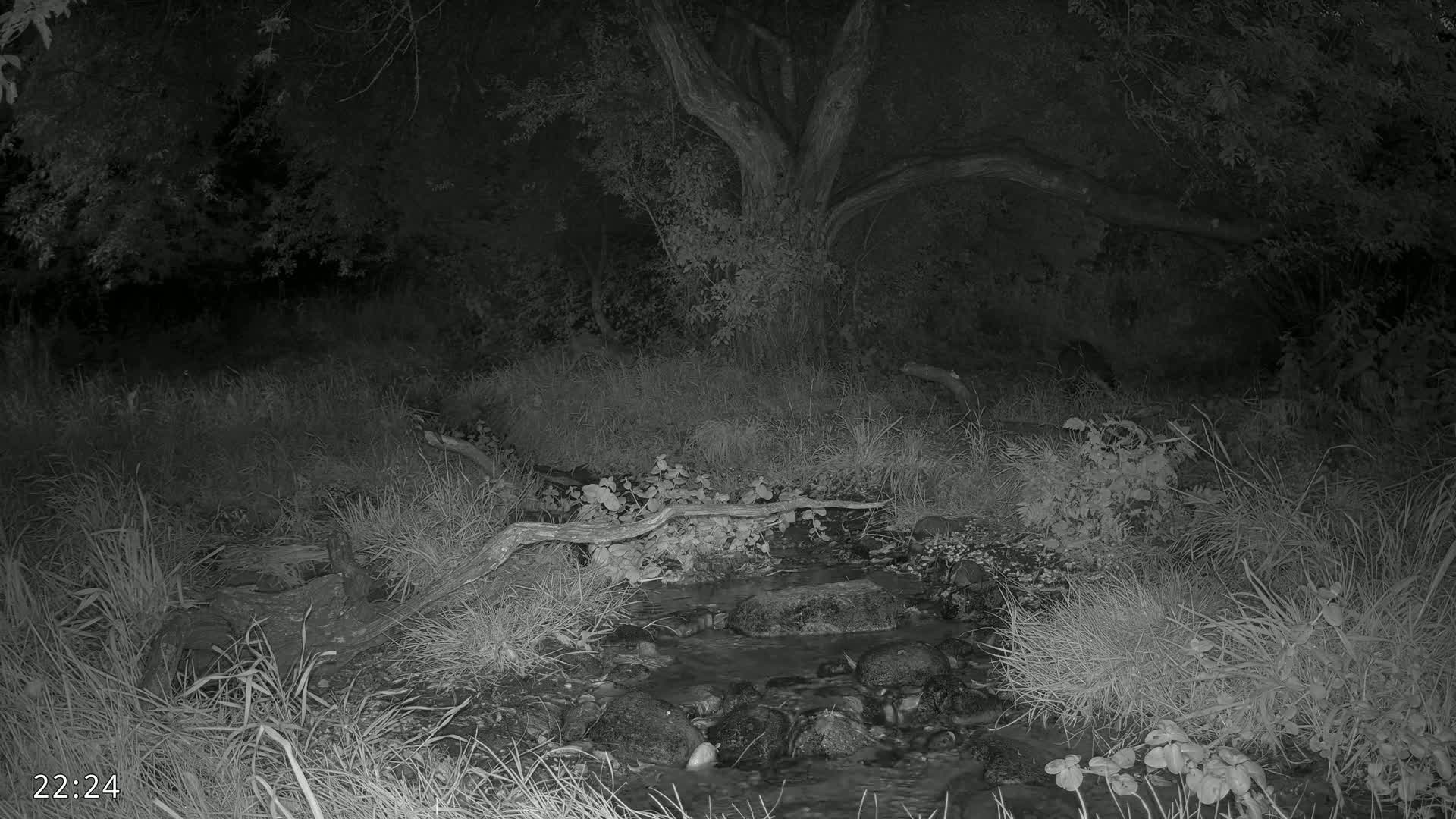 Dronninglund, Wildlife In The Forest Live Cam - Dronninglund, Bronderslev, Nordjylland(North Denmark), Denmark