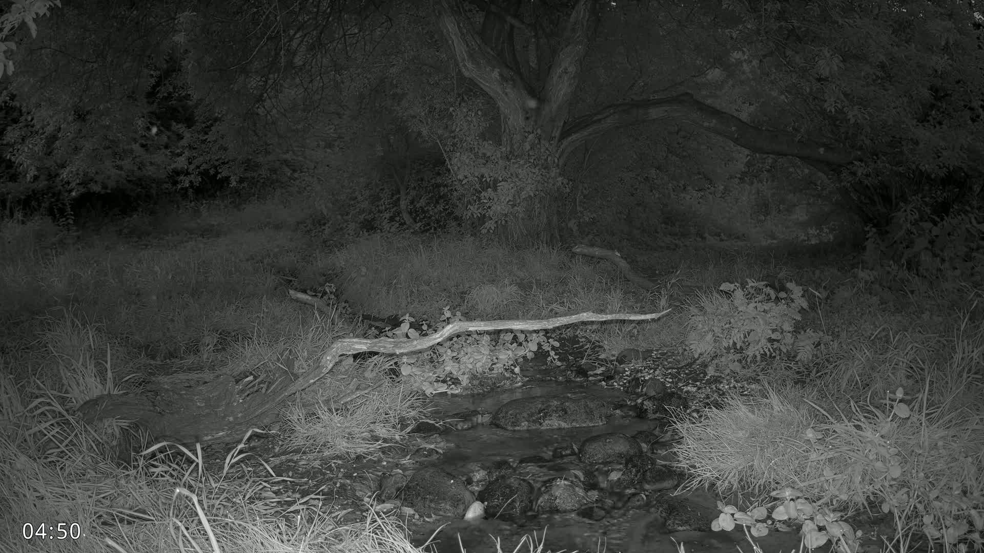 Dronninglund, Wildlife In The Forest Live Cam - Dronninglund, Bronderslev, Nordjylland(North Denmark), Denmark