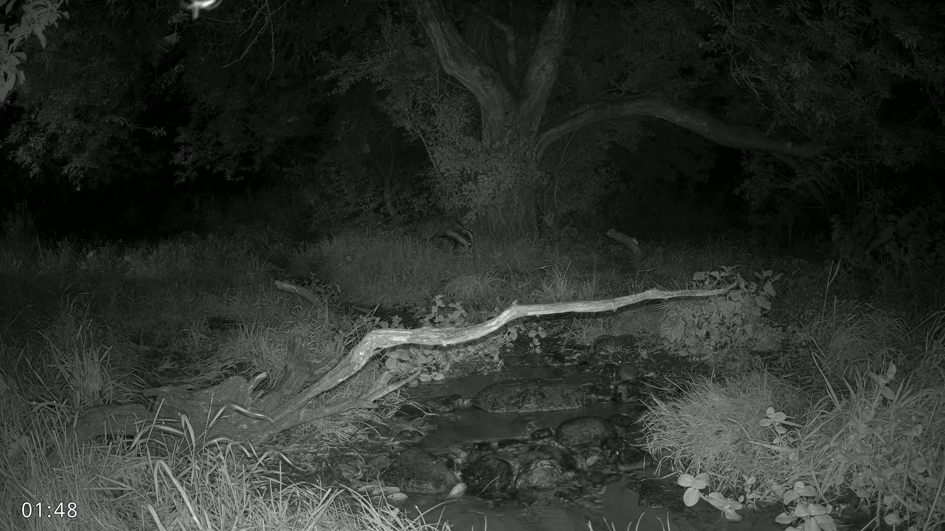A fallen log spans a small stream in a dark, wooded area at night.