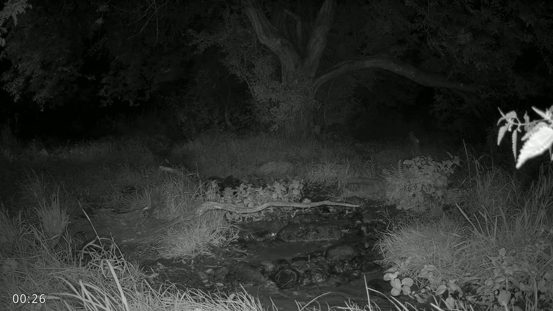 Dronninglund, Wildlife In The Forest Live Cam - Dronninglund, Bronderslev, Nordjylland(North Denmark), Denmark