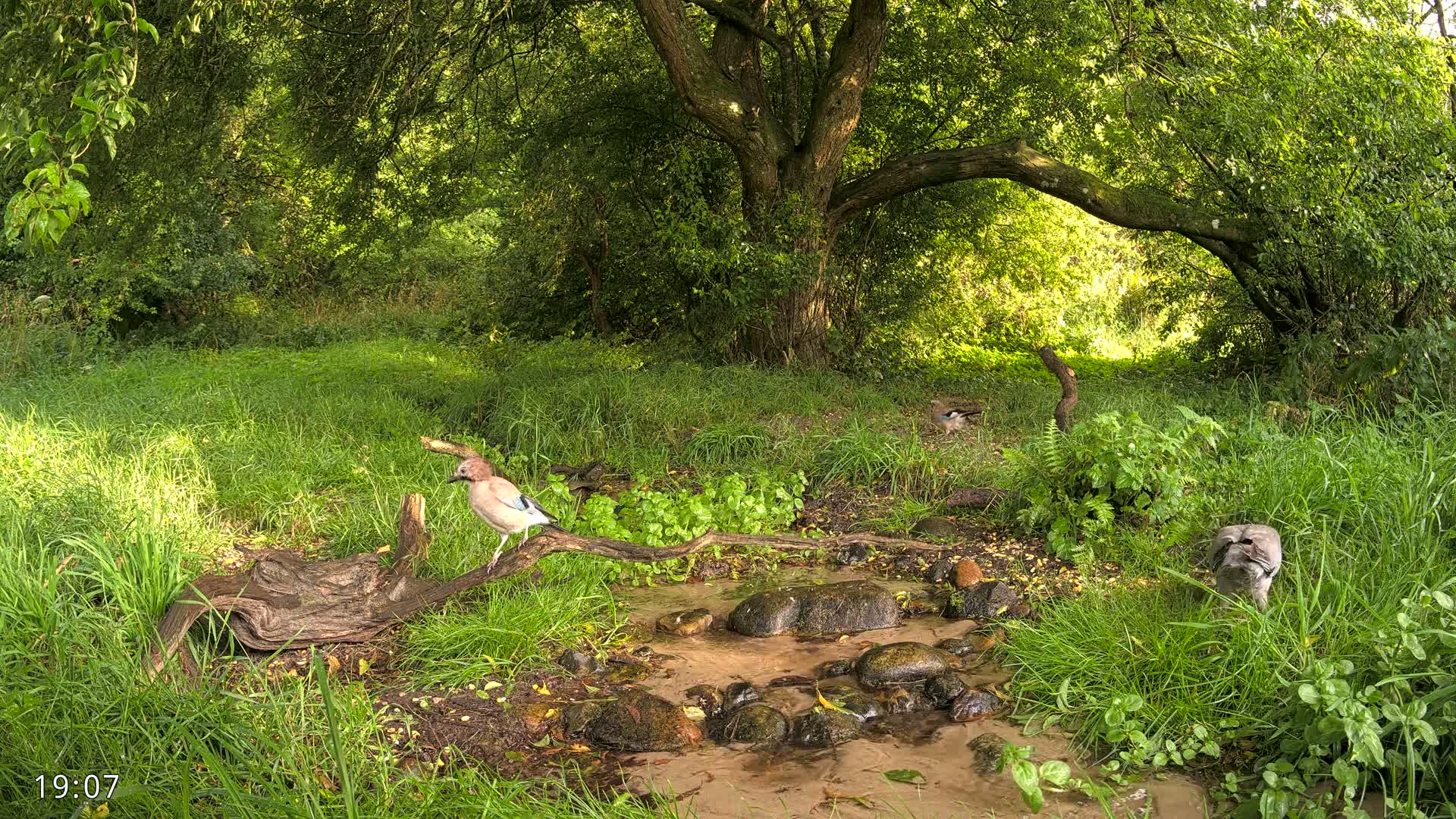 Dronninglund, Wildlife In The Forest Live Cam - Dronninglund, Bronderslev, Nordjylland(North Denmark), Denmark