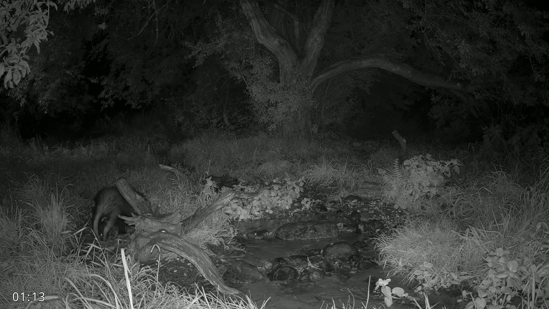 Dronninglund, Wildlife In The Forest Live Cam - Dronninglund, Bronderslev, Nordjylland(North Denmark), Denmark