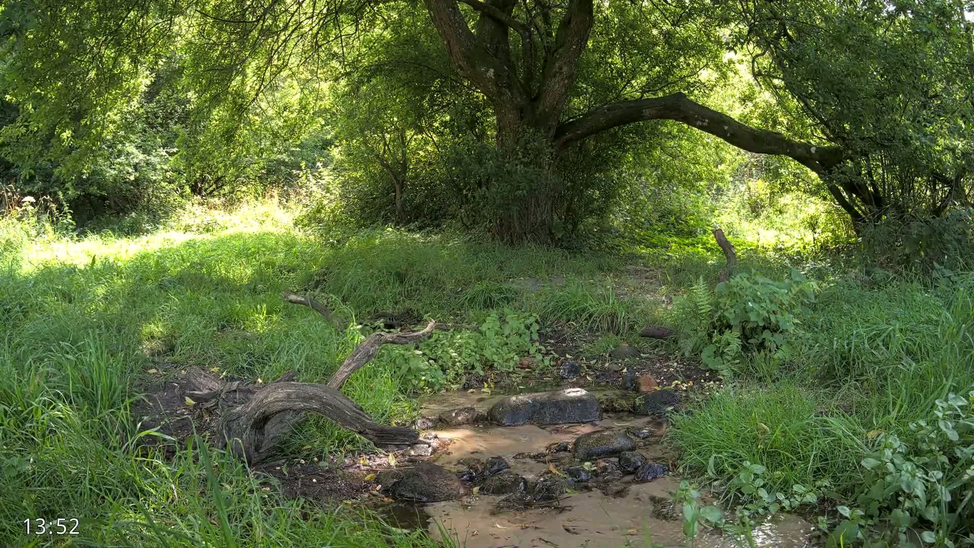Dronninglund, Wildlife In The Forest Live Cam - Dronninglund, Bronderslev, Nordjylland(North Denmark), Denmark