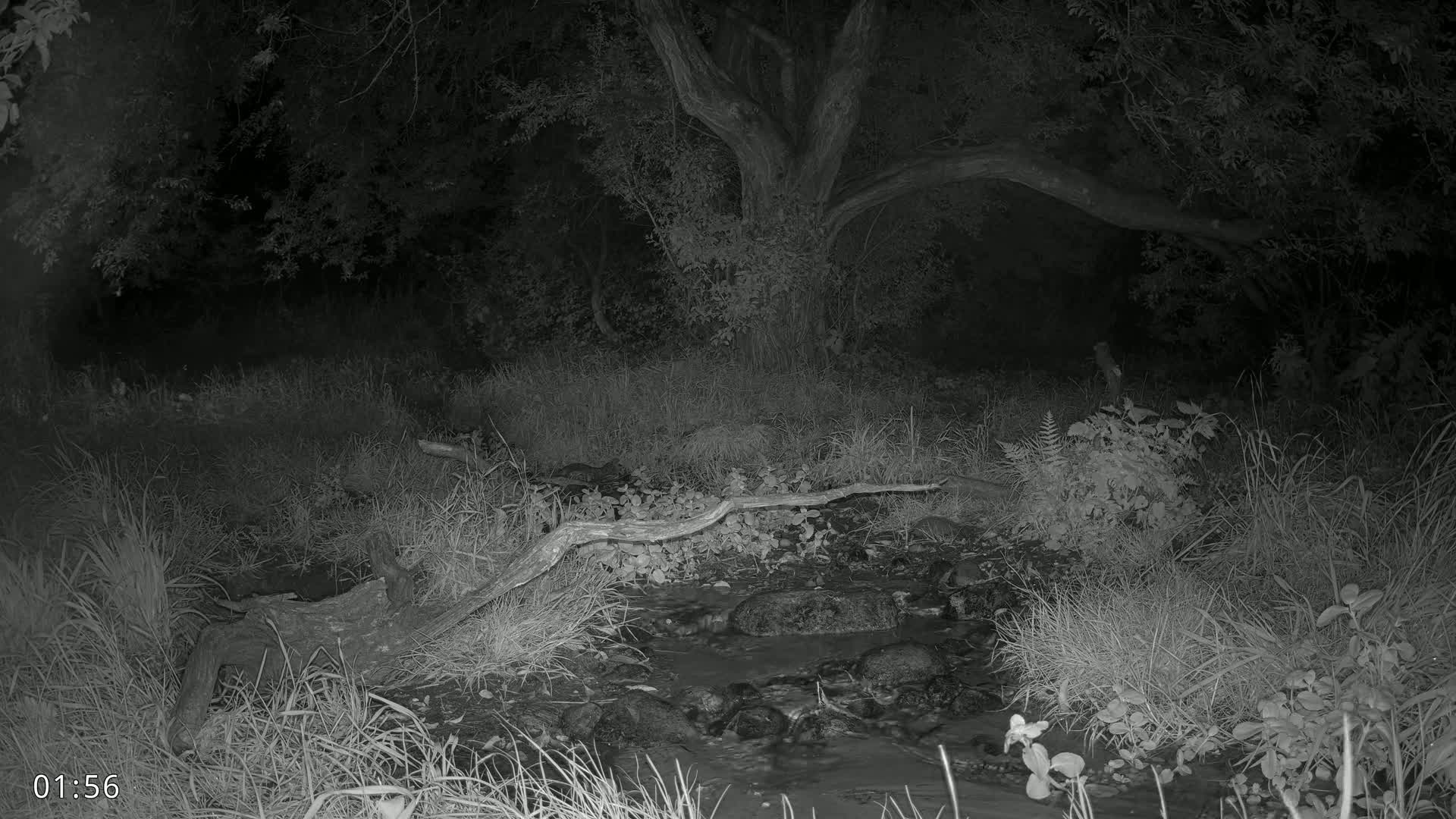 Dronninglund, Wildlife In The Forest Live Cam - Dronninglund, Bronderslev, Nordjylland(North Denmark), Denmark