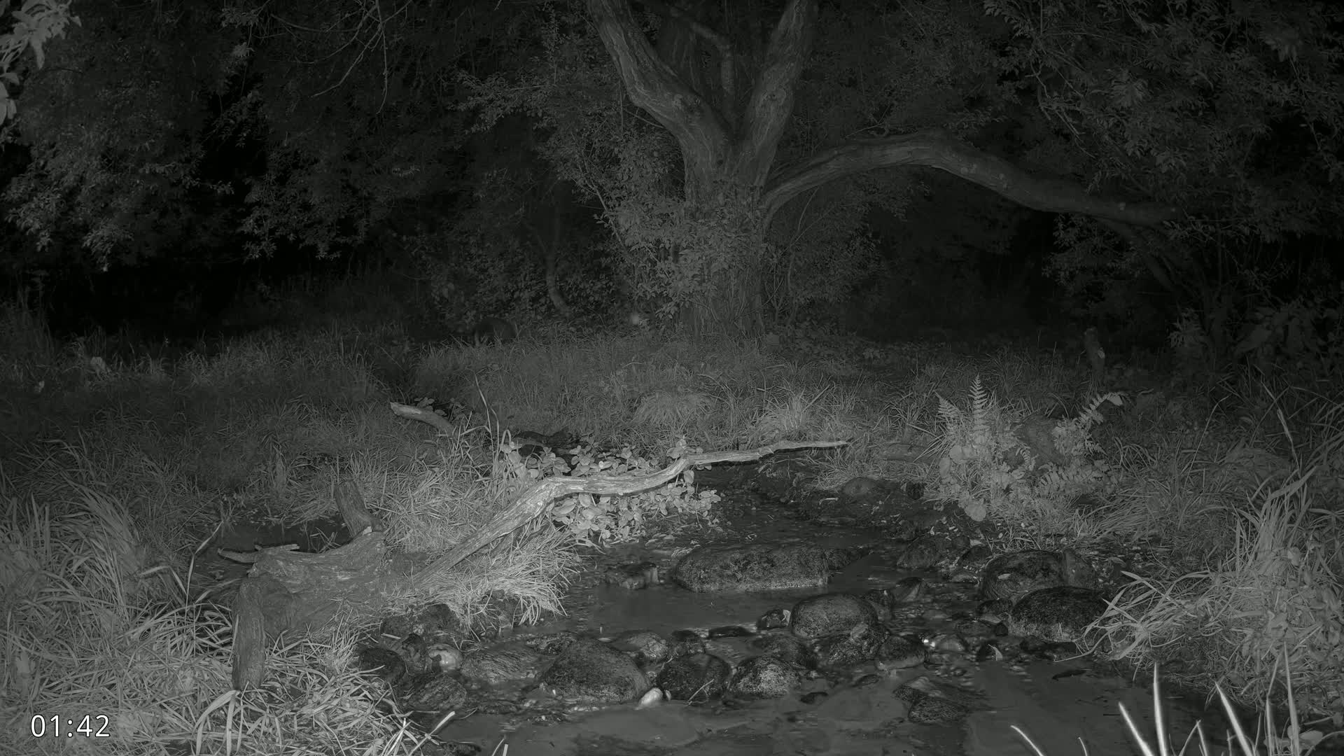 Dronninglund, Wildlife In The Forest Live Cam - Dronninglund, Bronderslev, Nordjylland(North Denmark), Denmark