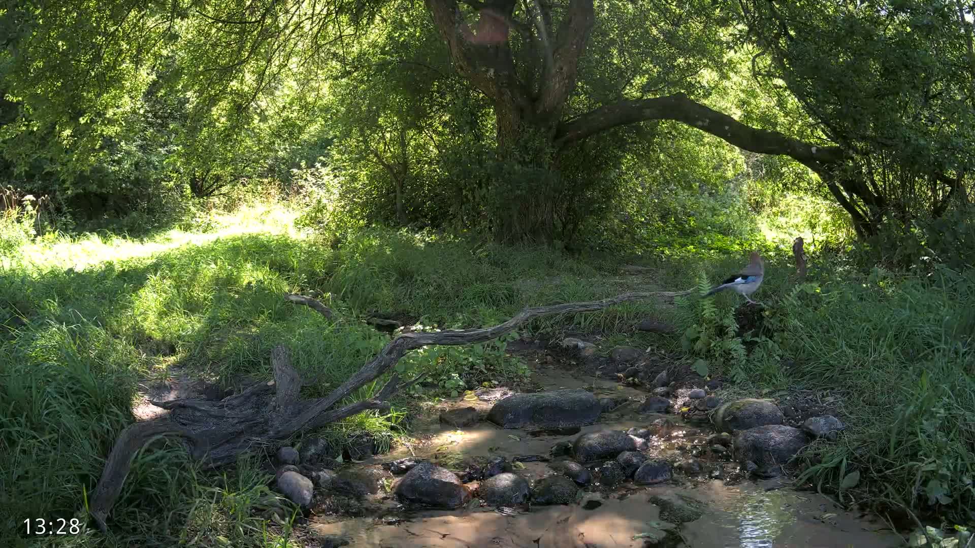 Dronninglund, Wildlife In The Forest Live Cam - Dronninglund, Bronderslev, Nordjylland(North Denmark), Denmark