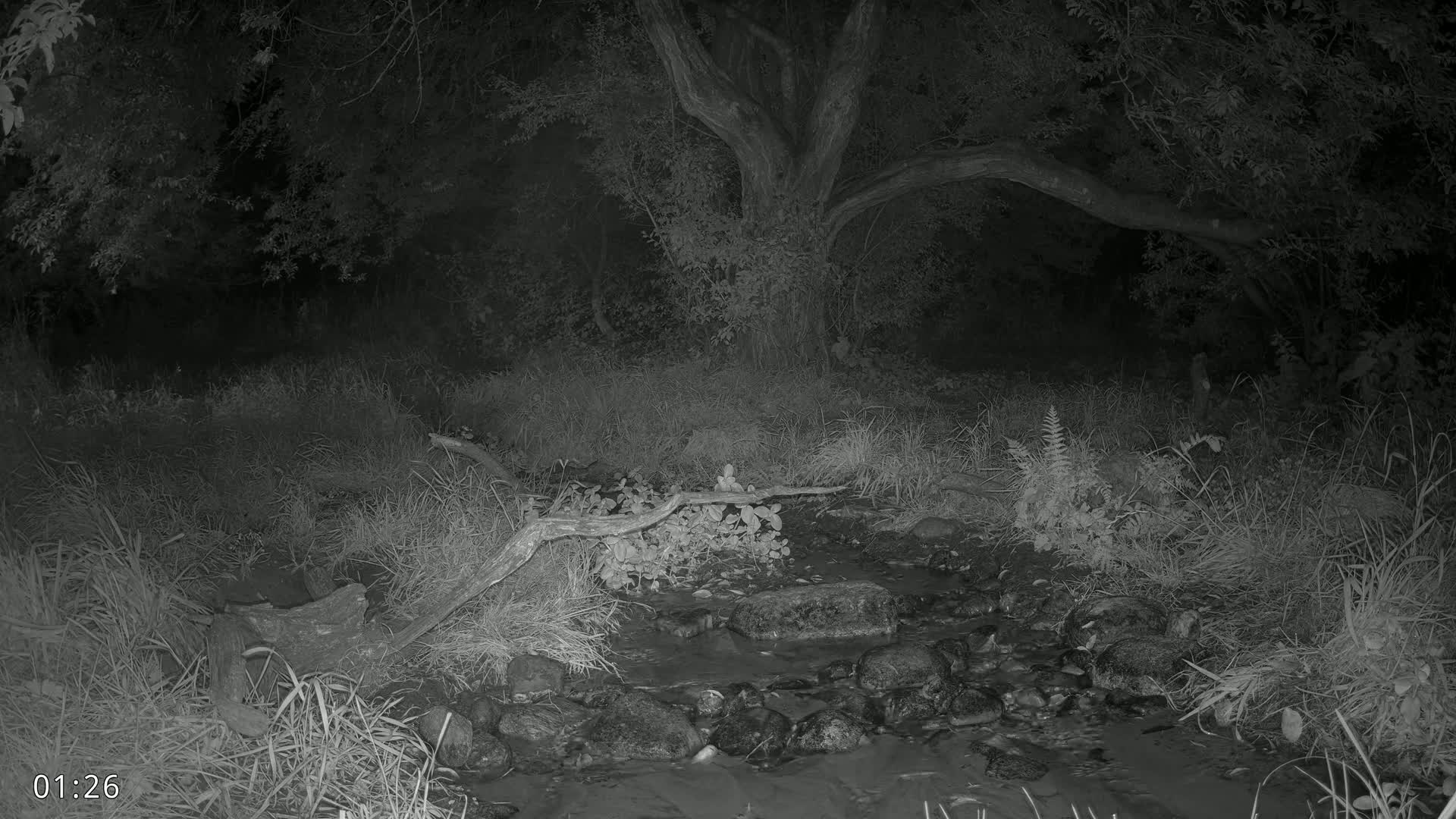 Dronninglund, Wildlife In The Forest Live Cam - Dronninglund, Bronderslev, Nordjylland(North Denmark), Denmark