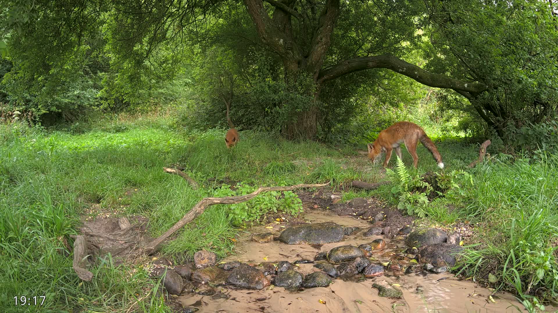 Dronninglund, Wildlife In The Forest Live Cam - Dronninglund, Bronderslev, Nordjylland(North Denmark), Denmark