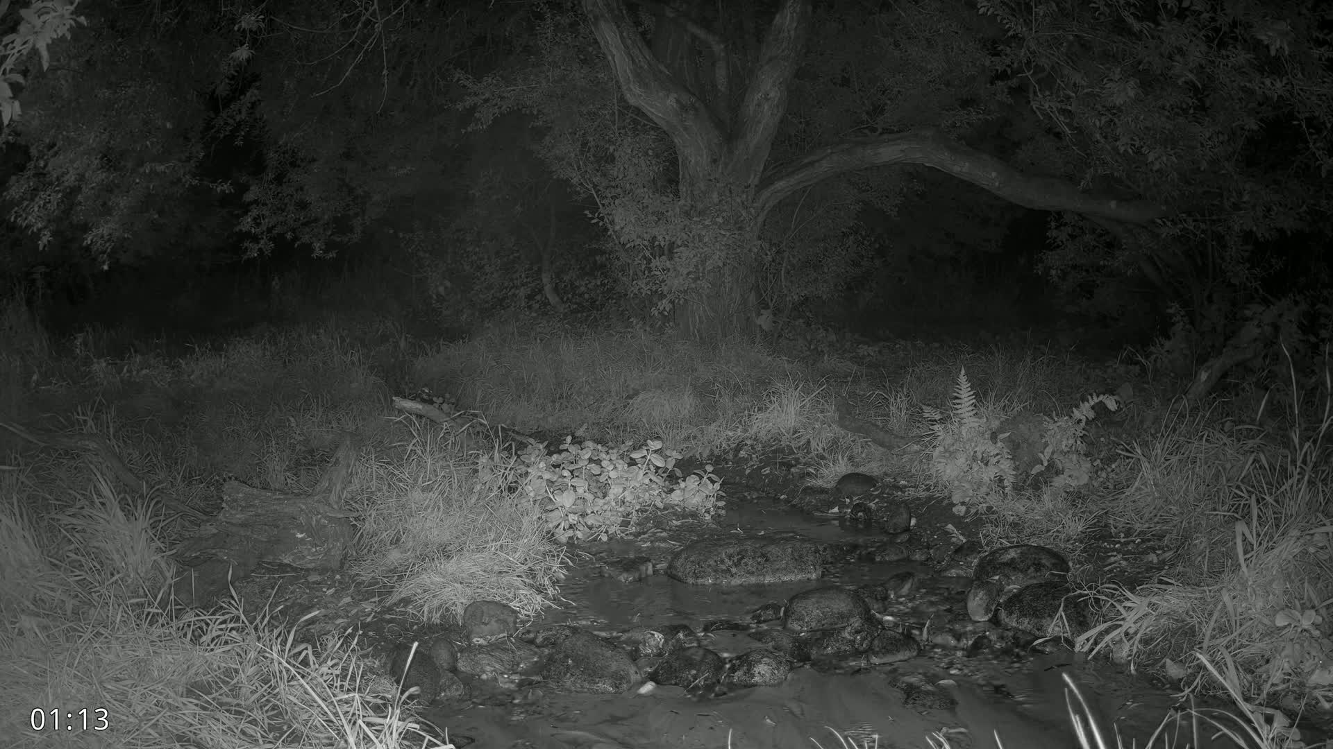 Dronninglund, Wildlife In The Forest Live Cam - Dronninglund, Bronderslev, Nordjylland(North Denmark), Denmark