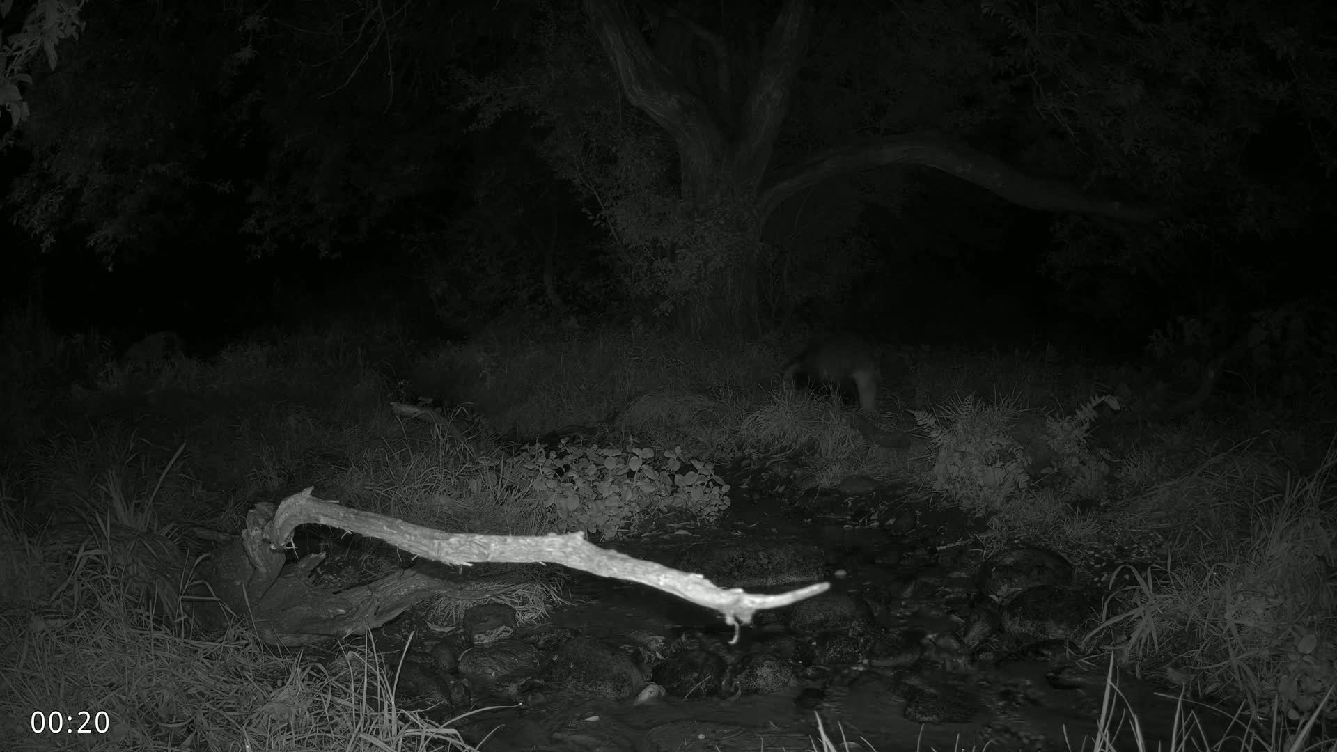 Dronninglund, Wildlife In The Forest Live Cam - Dronninglund, Bronderslev, Nordjylland(North Denmark), Denmark