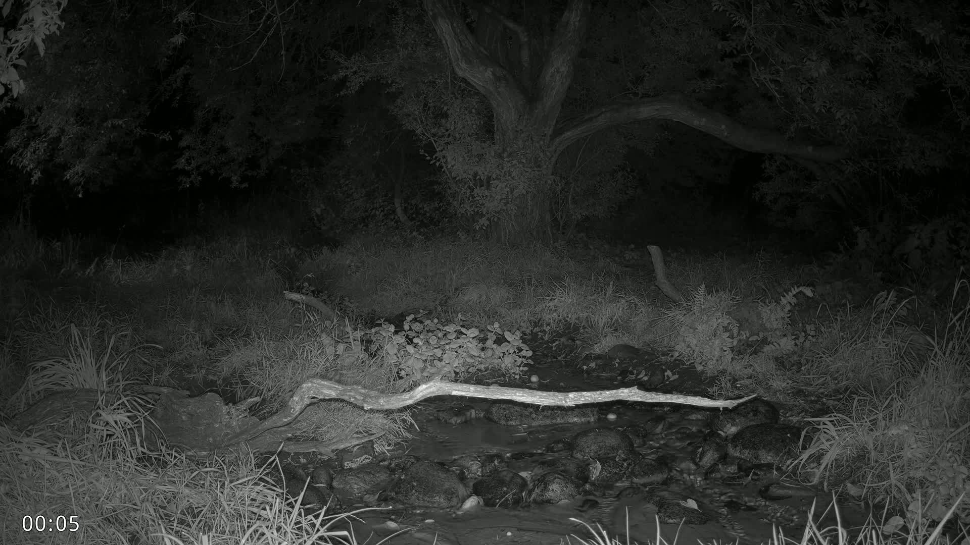 Dronninglund, Wildlife In The Forest Live Cam - Dronninglund, Bronderslev, Nordjylland(North Denmark), Denmark