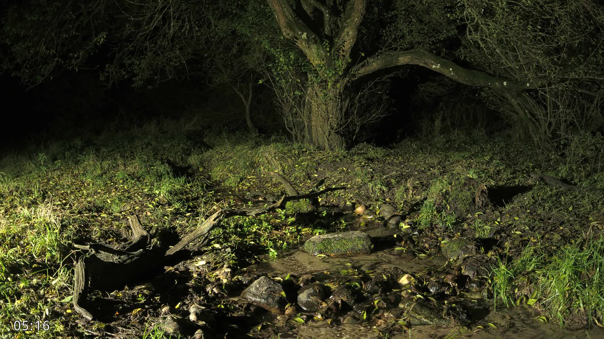 Dronninglund, Wildlife In The Forest Live Cam - Dronninglund, Bronderslev, Nordjylland(North Denmark), Denmark