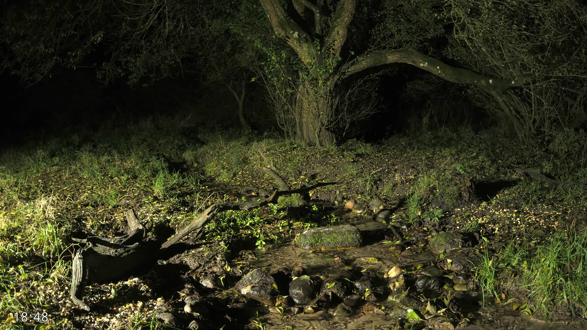 Dronninglund, Wildlife In The Forest Live Cam - Dronninglund, Bronderslev, Nordjylland(North Denmark), Denmark