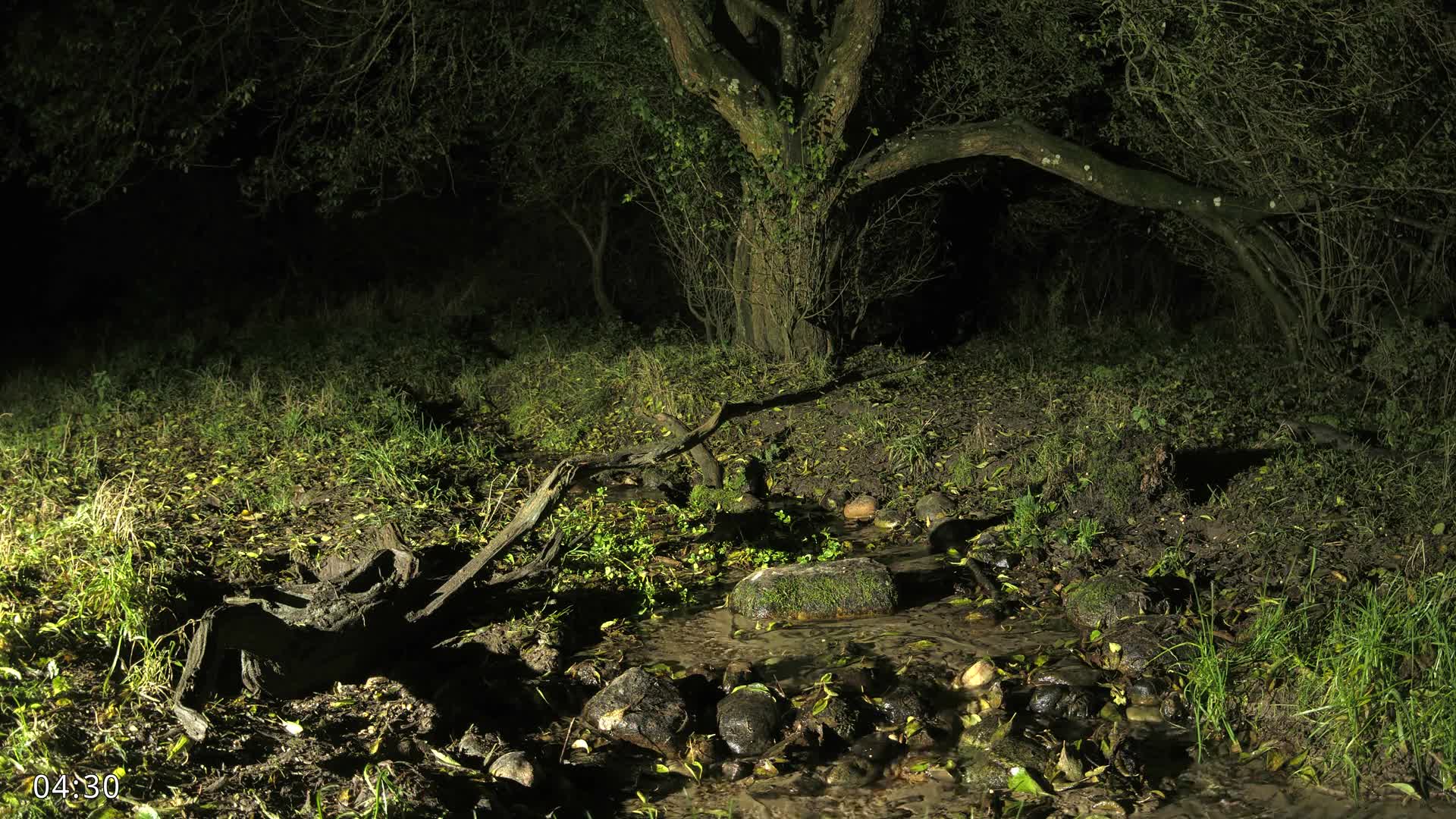 Dronninglund, Wildlife In The Forest Live Cam - Dronninglund, Bronderslev, Nordjylland(North Denmark), Denmark