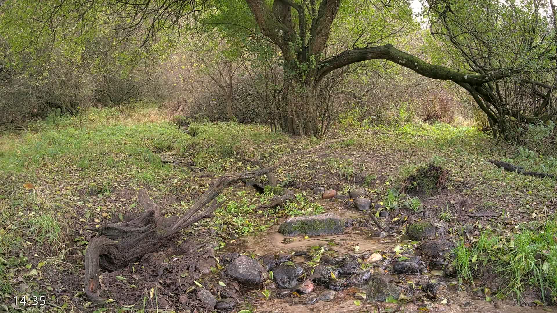 Dronninglund, Wildlife In The Forest Live Cam - Dronninglund, Bronderslev, Nordjylland(North Denmark), Denmark