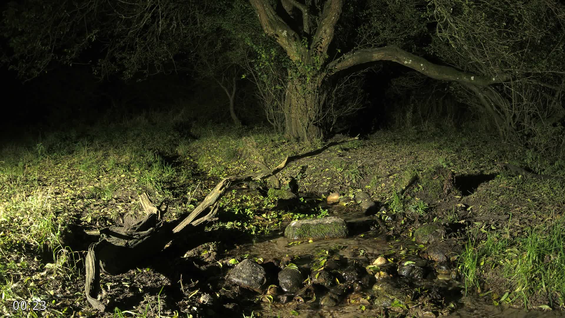 Dronninglund, Wildlife In The Forest Live Cam - Dronninglund, Bronderslev, Nordjylland(North Denmark), Denmark